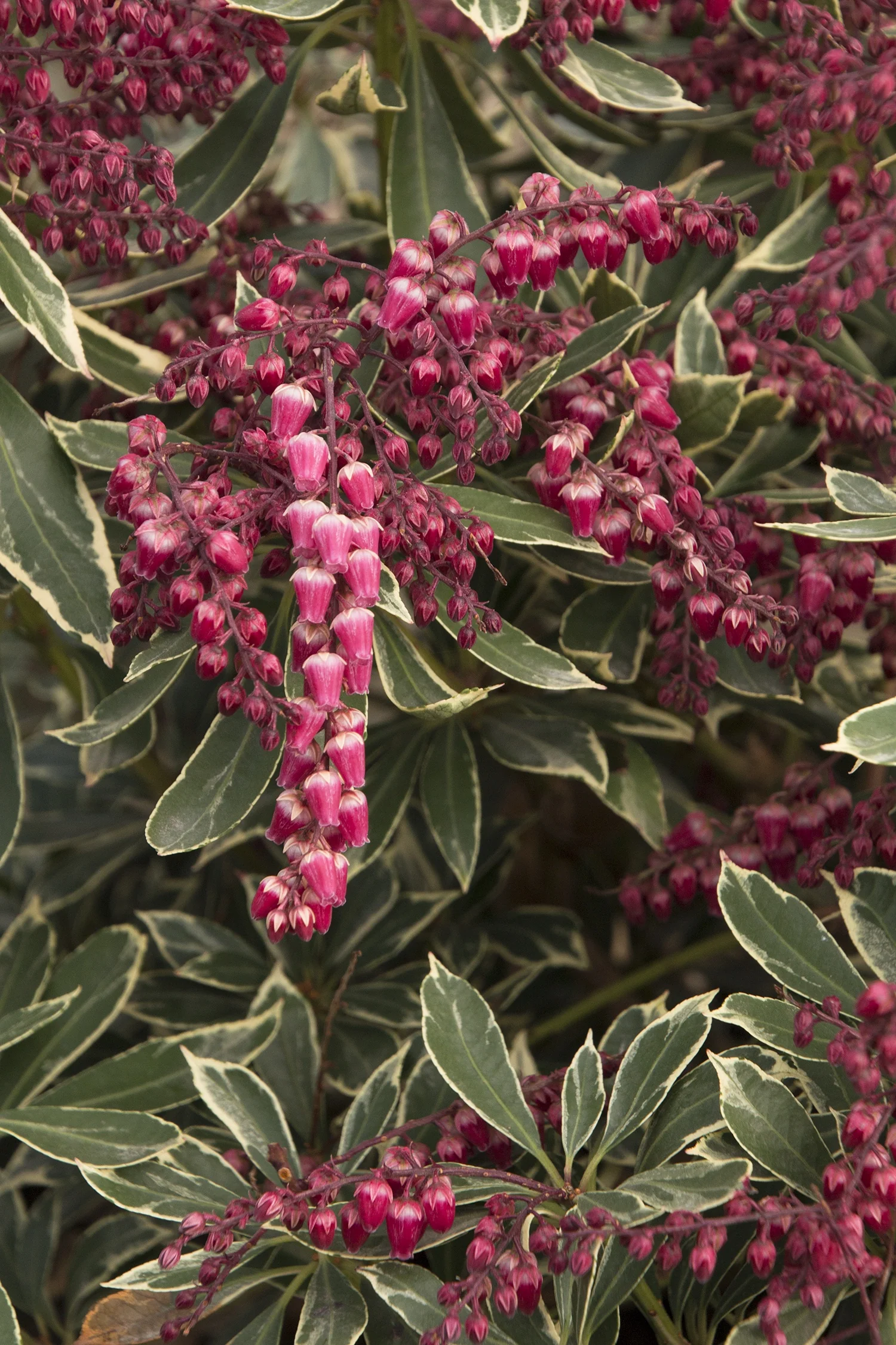 Passion Party™ Passion Frost Pieris
