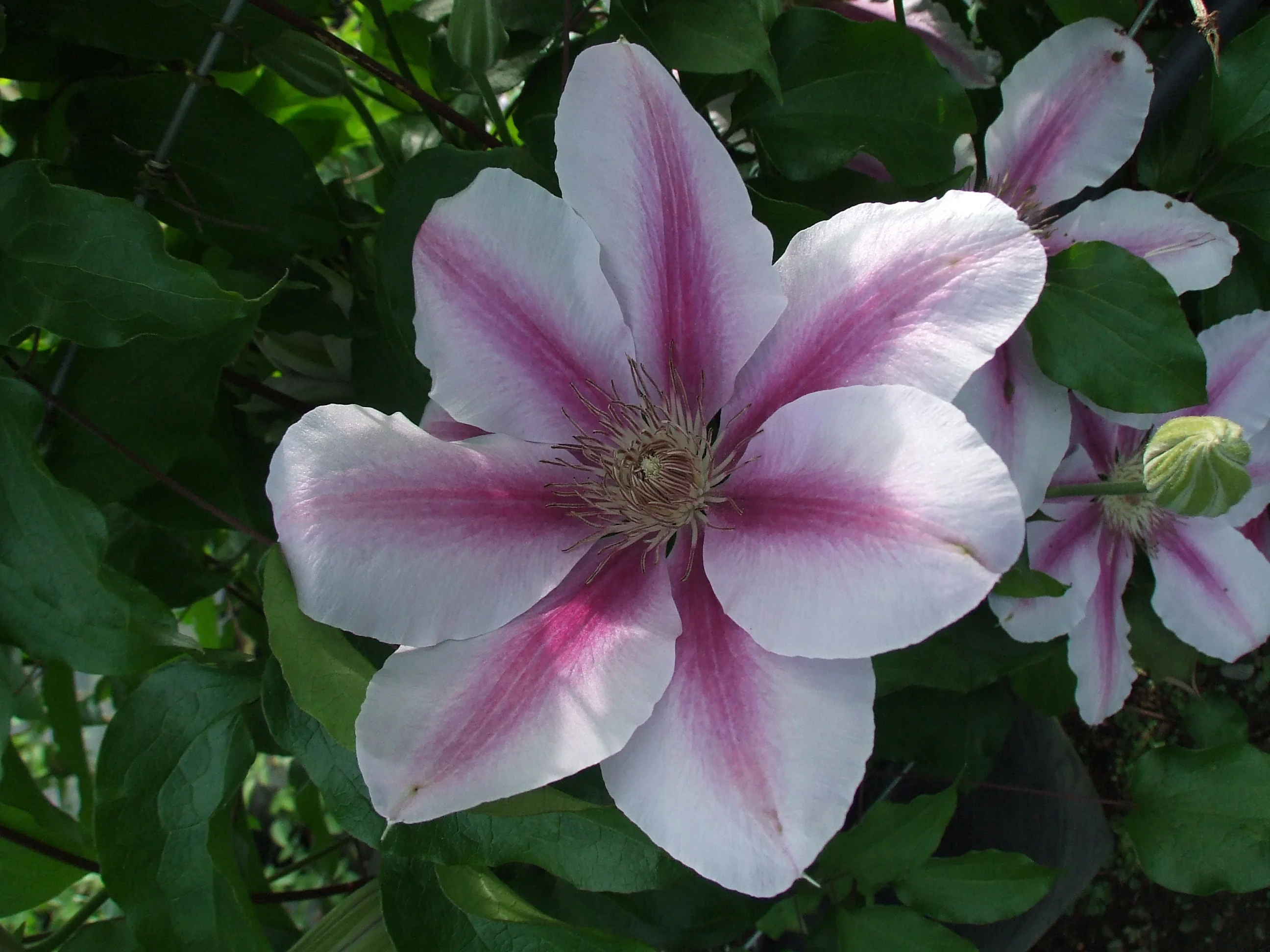 Maria Therese Clematis 2 Maria Therese Clematis