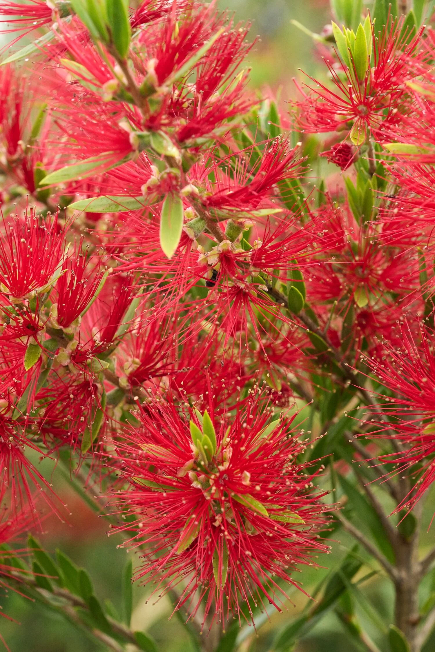 Slim™ Bottlebrush