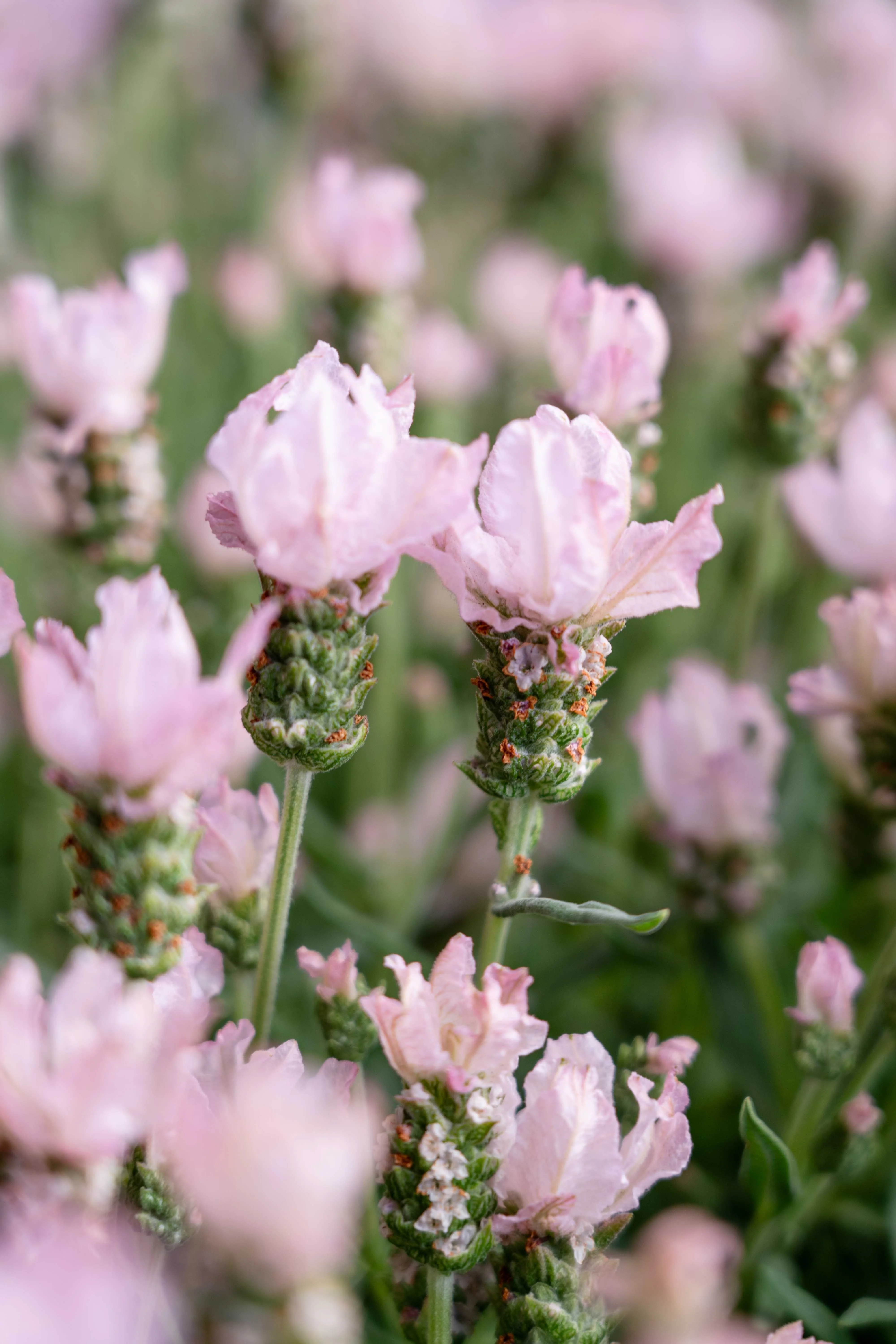 Lavinnova® Baby Pink Lavender 1 Lavinnova® Baby Pink Lavender