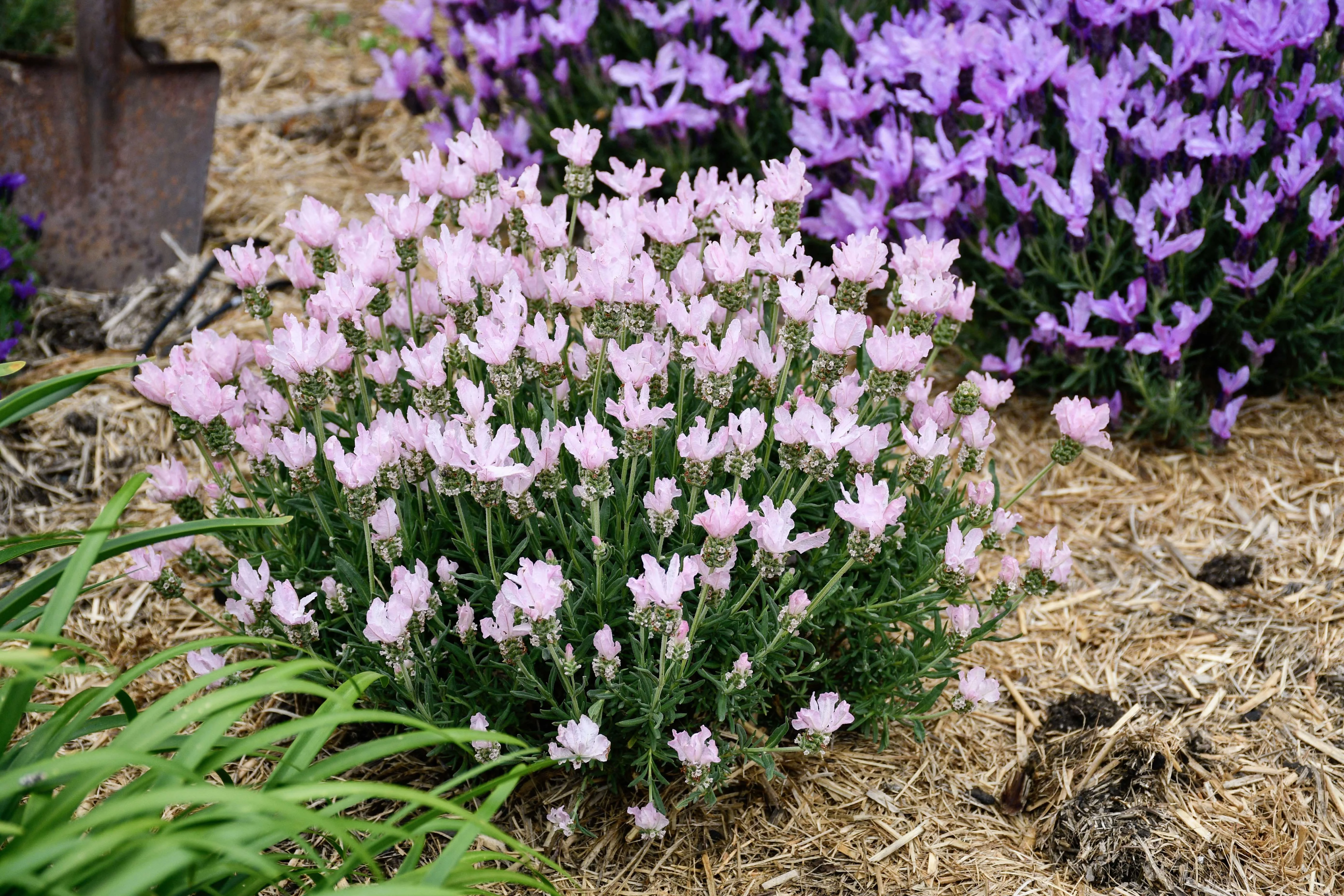 Lavinnova® Baby Pink Lavender 2 Lavinnova® Baby Pink Lavender