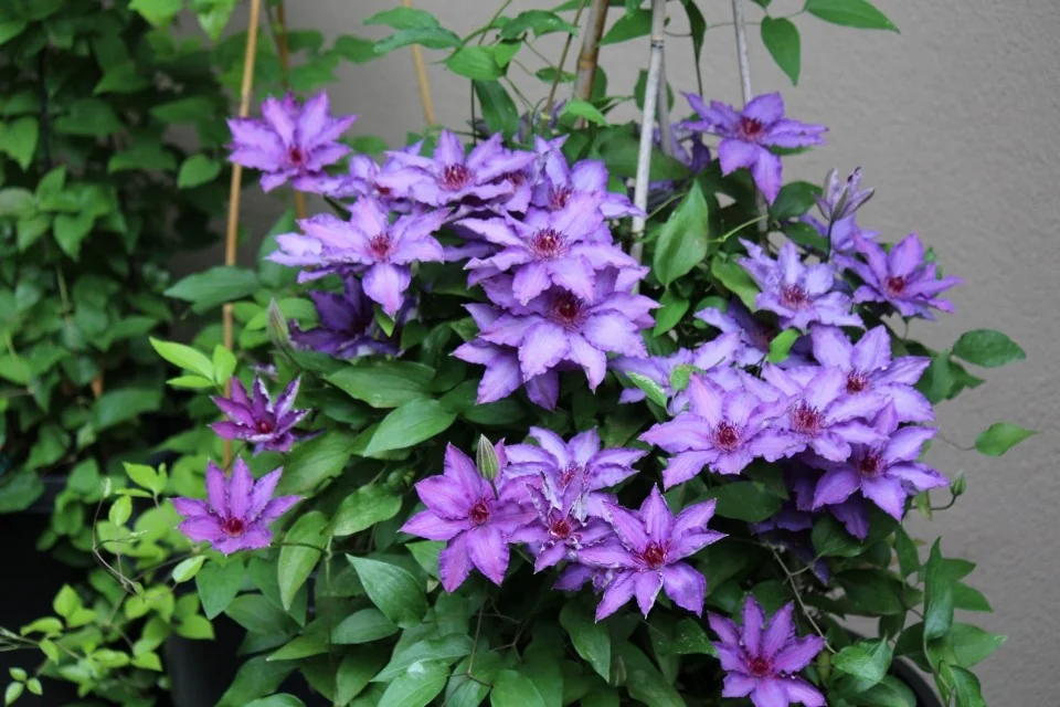 Marie Louise Jensen™ Clematis 2 Marie Louise Jensen™ Clematis