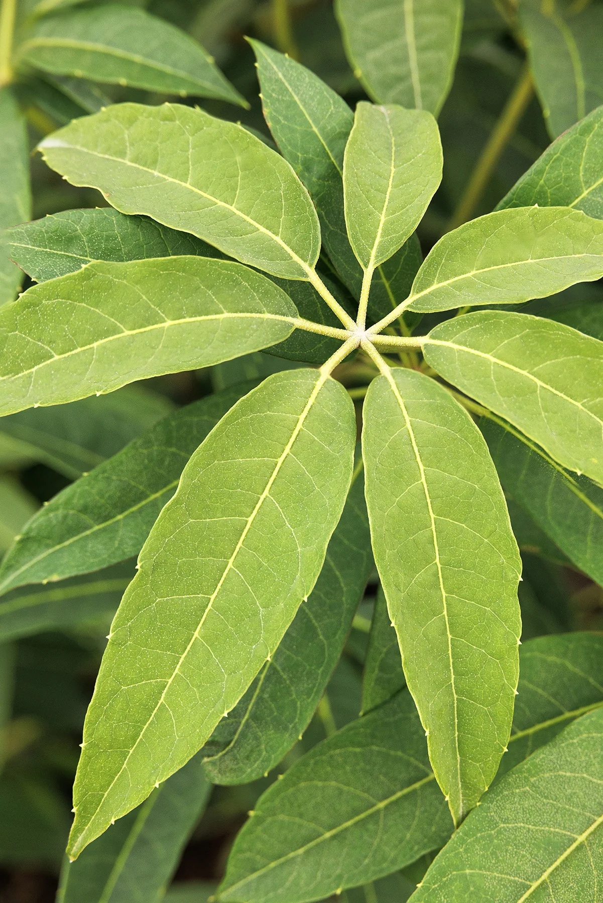 Rhododendron-Leaved Hardy Schefflera