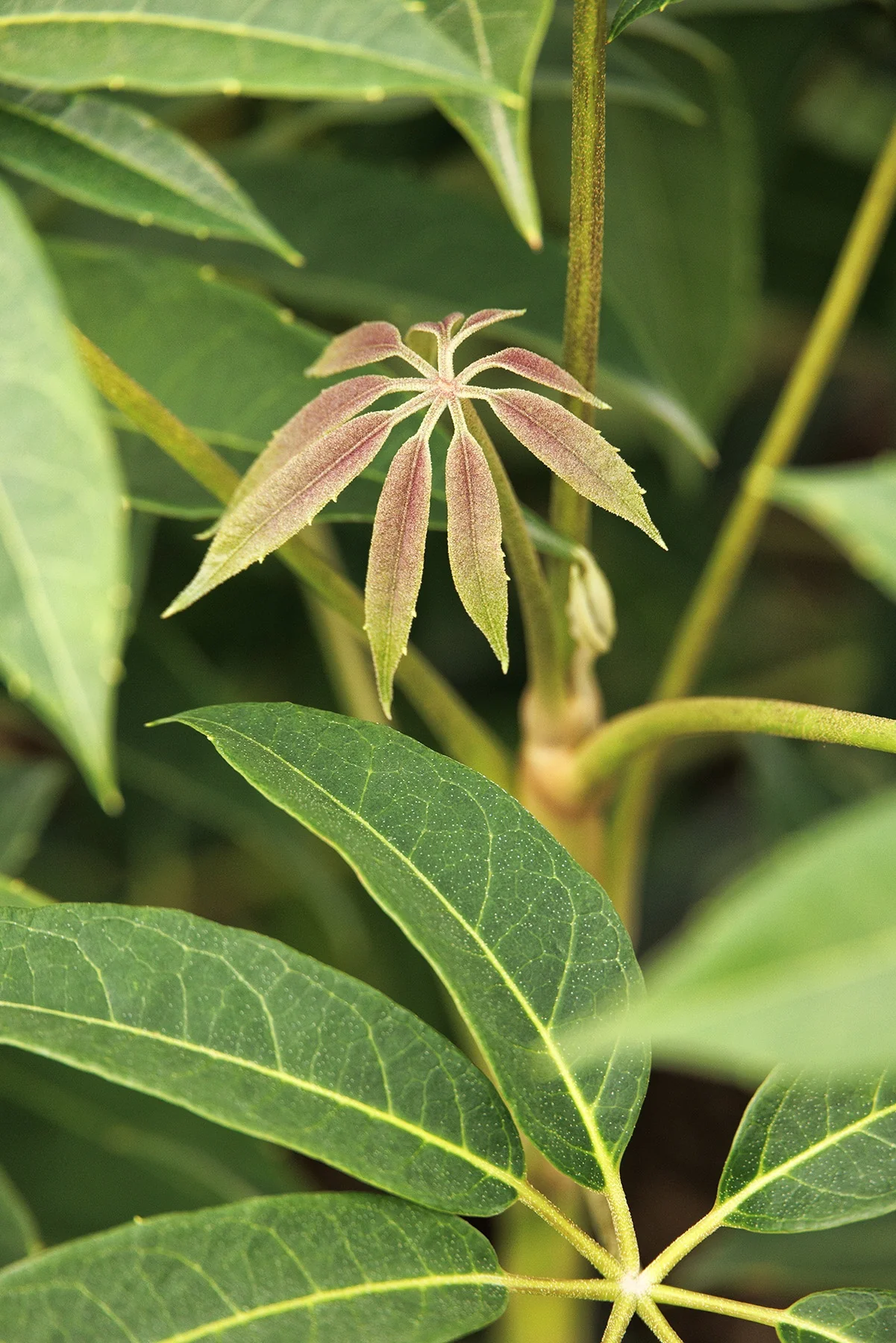Rhododendron-Leaved Hardy Schefflera 2 Rhododendron-Leaved Hardy Schefflera