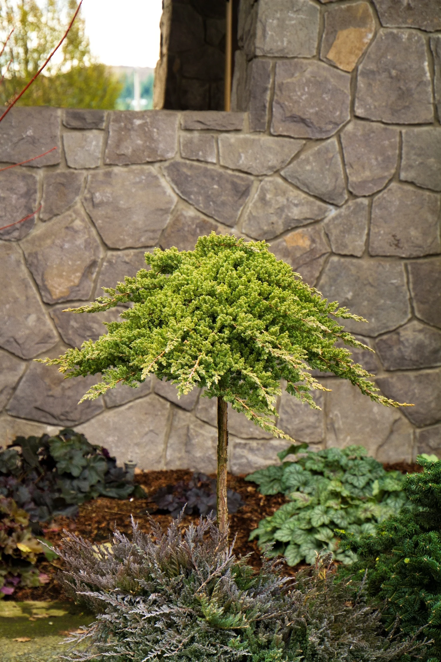 Dwarf Japanese Garden Juniper 3 Dwarf Japanese Garden Juniper
