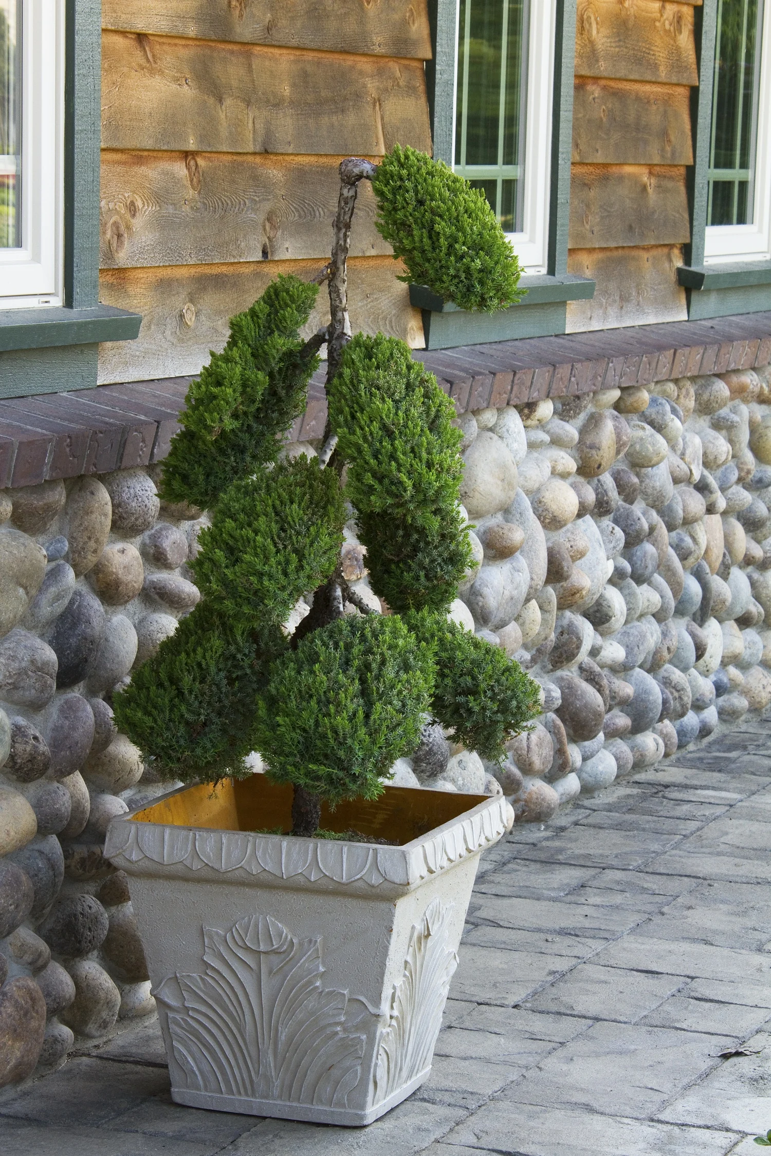 Dwarf Japanese Garden Juniper 4 Dwarf Japanese Garden Juniper