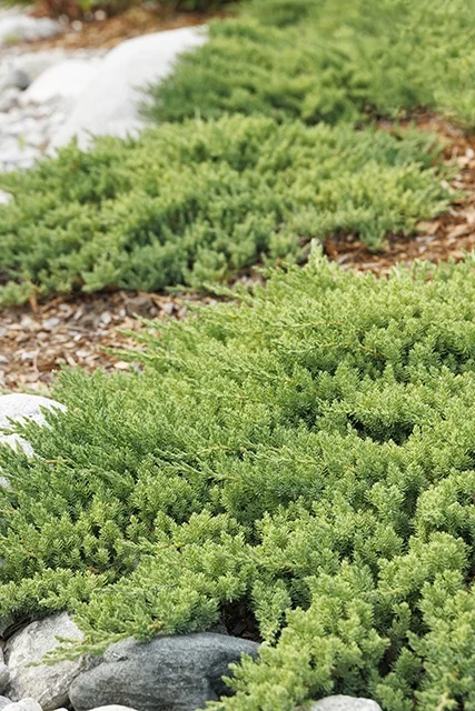 Dwarf Japanese Garden Juniper 5 Dwarf Japanese Garden Juniper