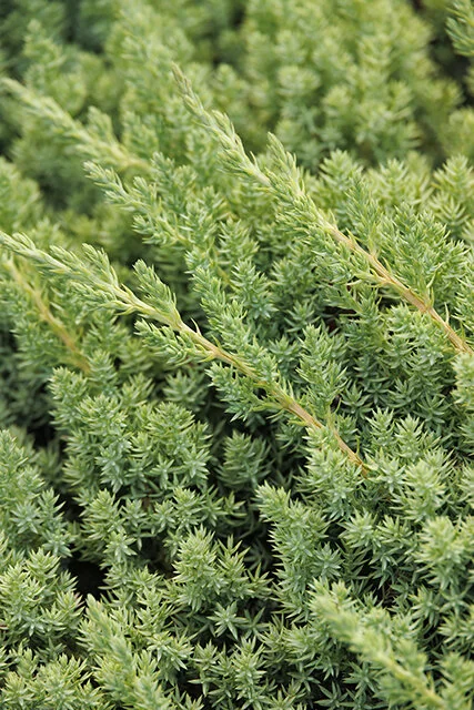 Dwarf Japanese Garden Juniper 6 Dwarf Japanese Garden Juniper