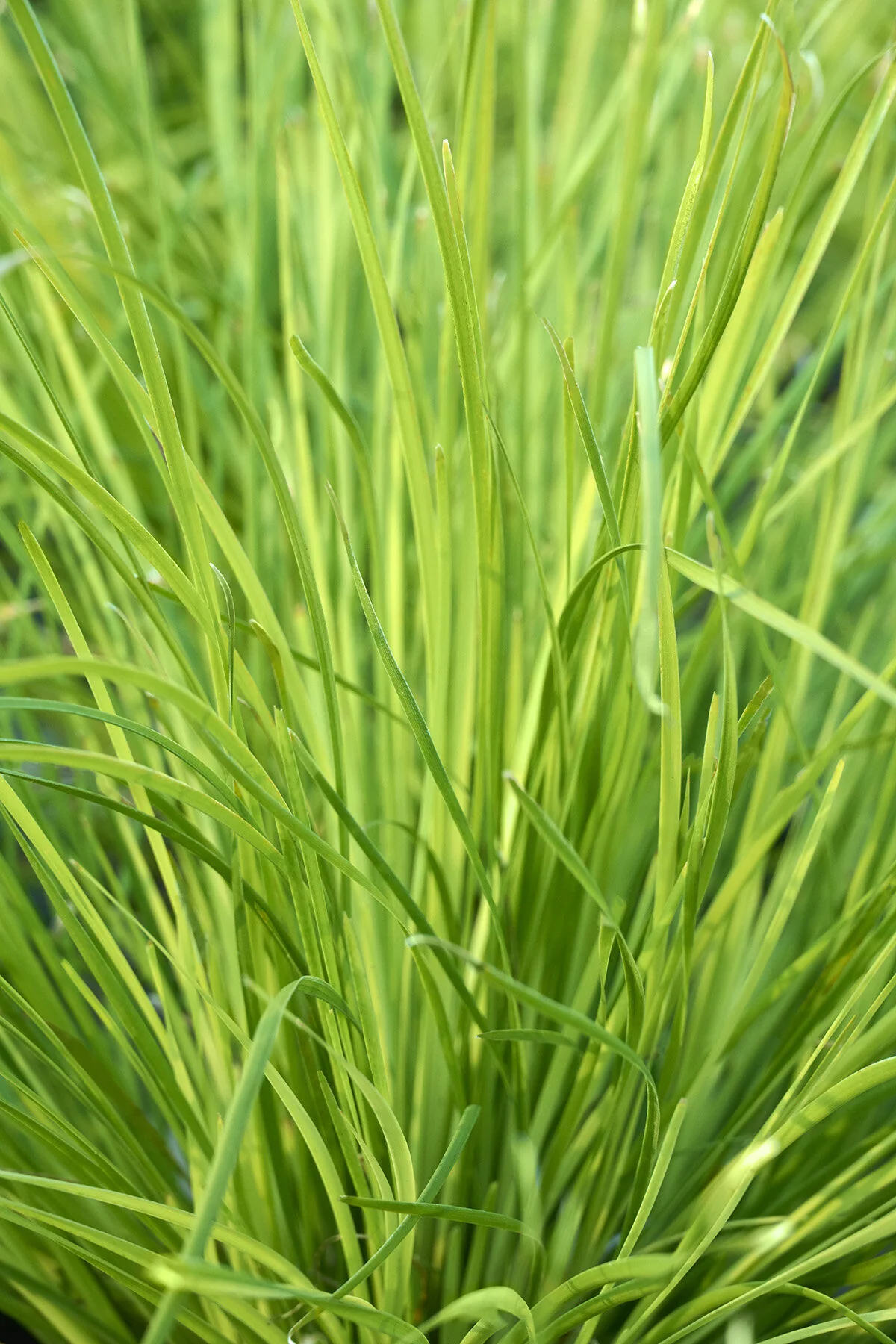 Breeze™ Dwarf Mat Rush