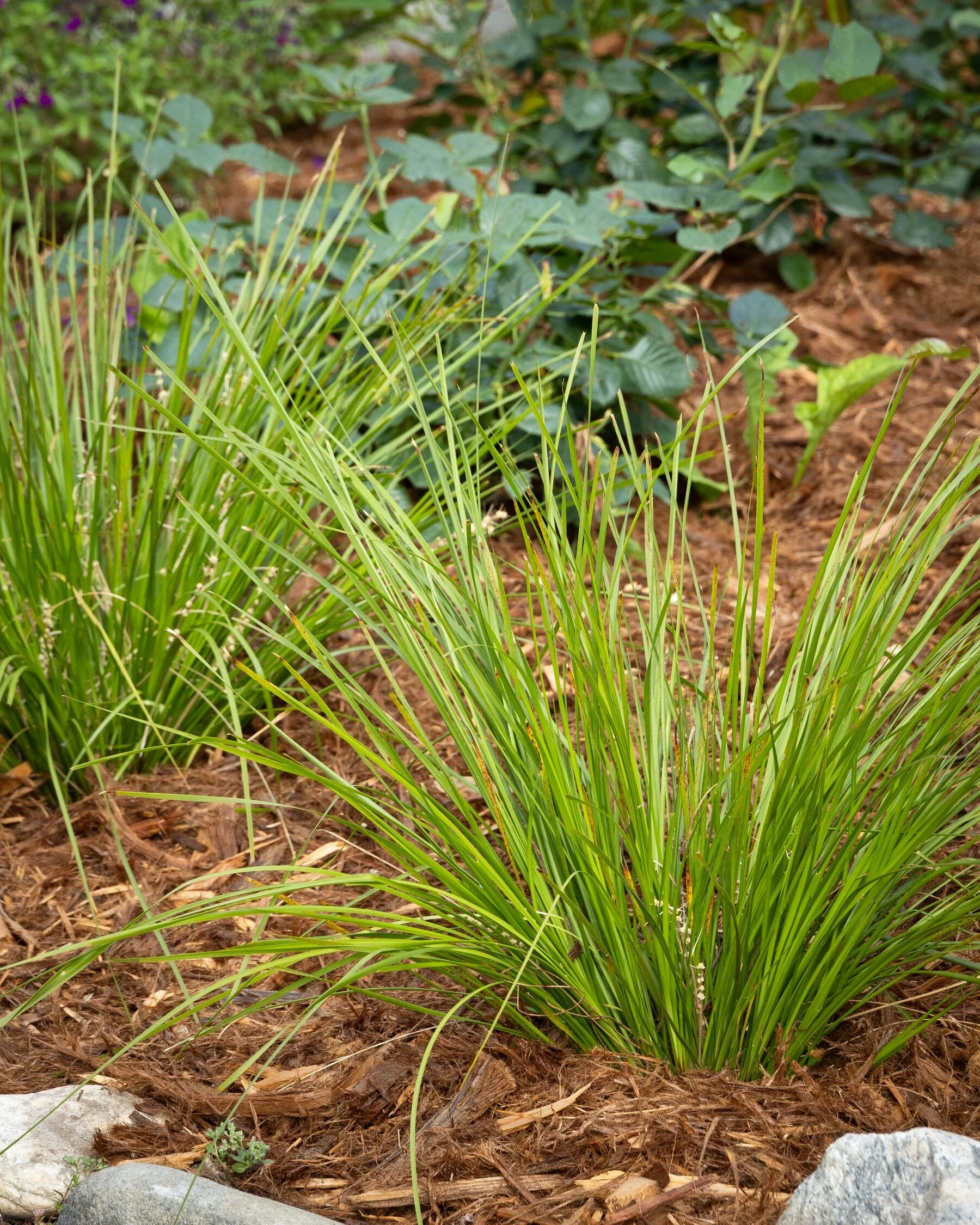 Breeze™ Dwarf Mat Rush