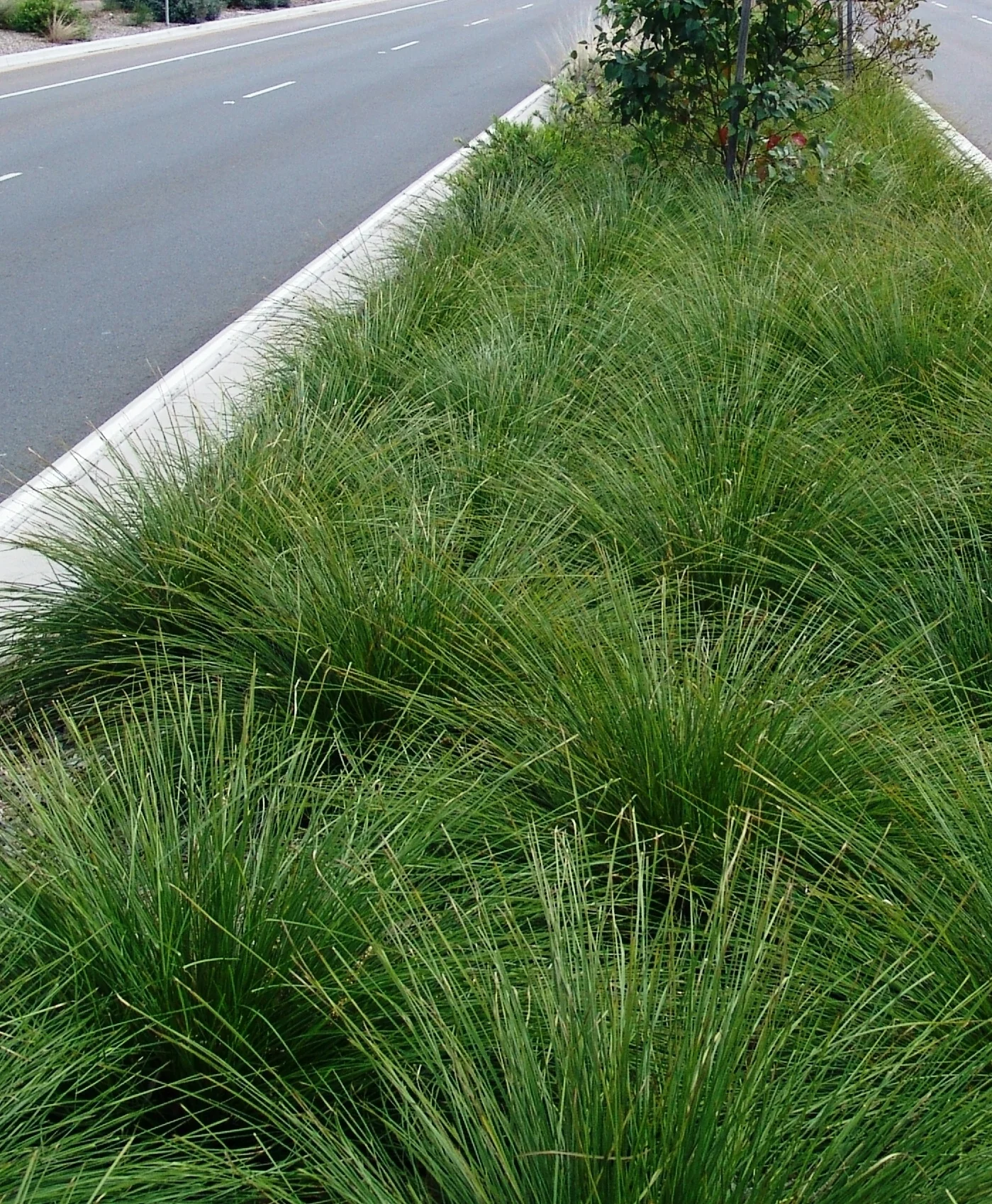 Breeze™ Dwarf Mat Rush 3 Breeze™ Dwarf Mat Rush