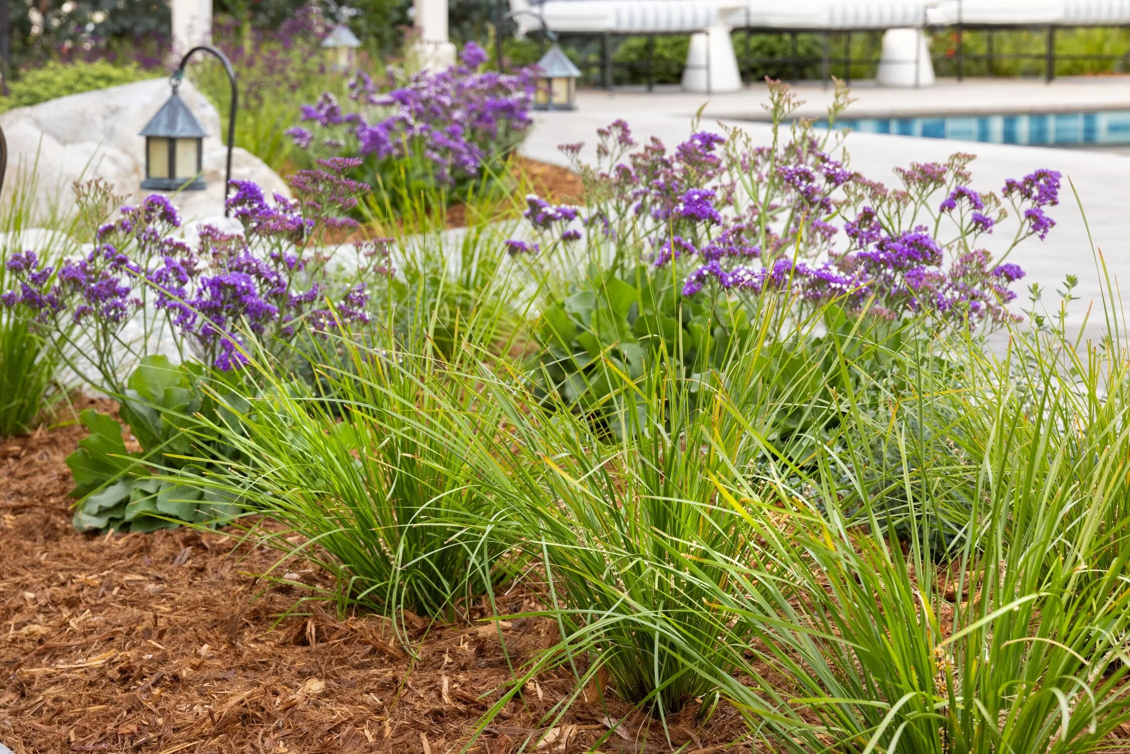 Breeze™ Dwarf Mat Rush 4 Breeze™ Dwarf Mat Rush