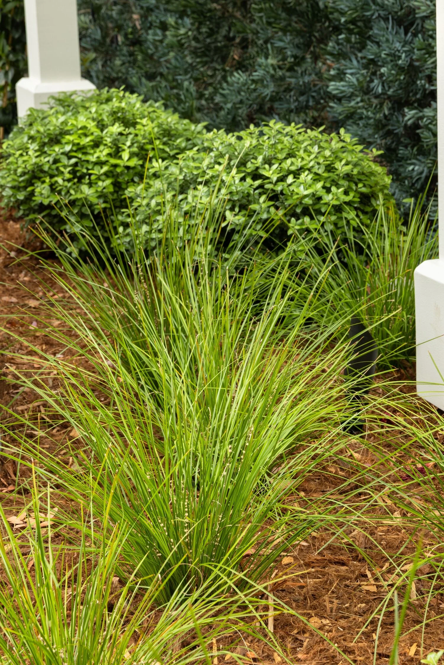 Breeze™ Dwarf Mat Rush 5 Breeze™ Dwarf Mat Rush