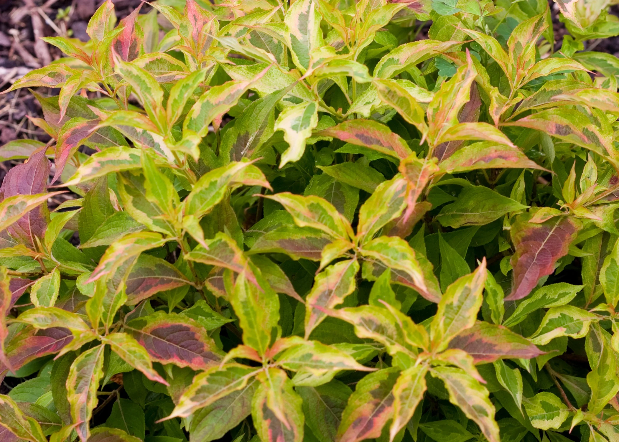 My Monet® Sunset Weigela