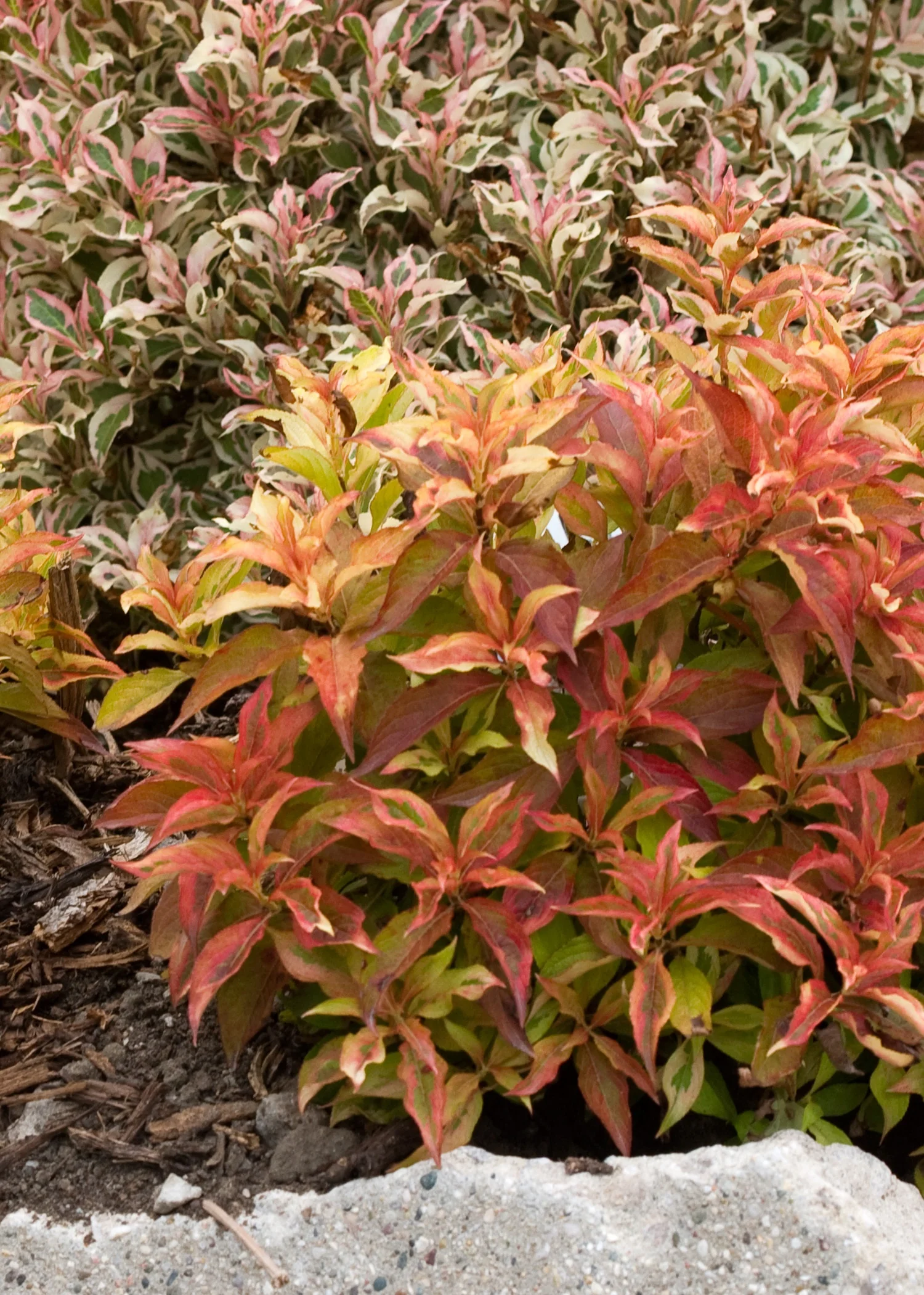 My Monet® Sunset Weigela 2 My Monet® Sunset Weigela