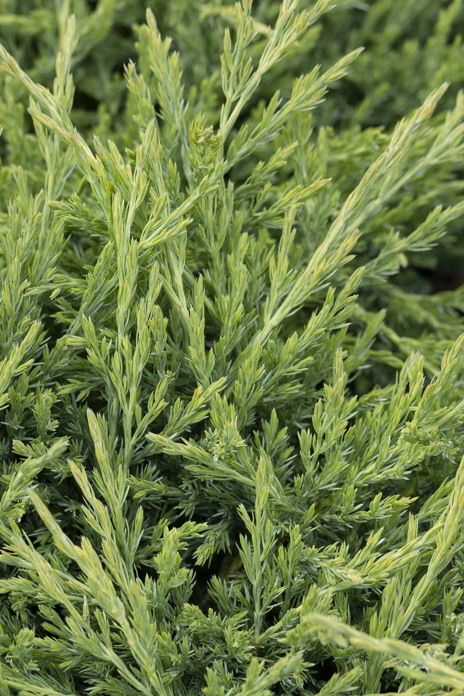 Youngstown Andorra Juniper