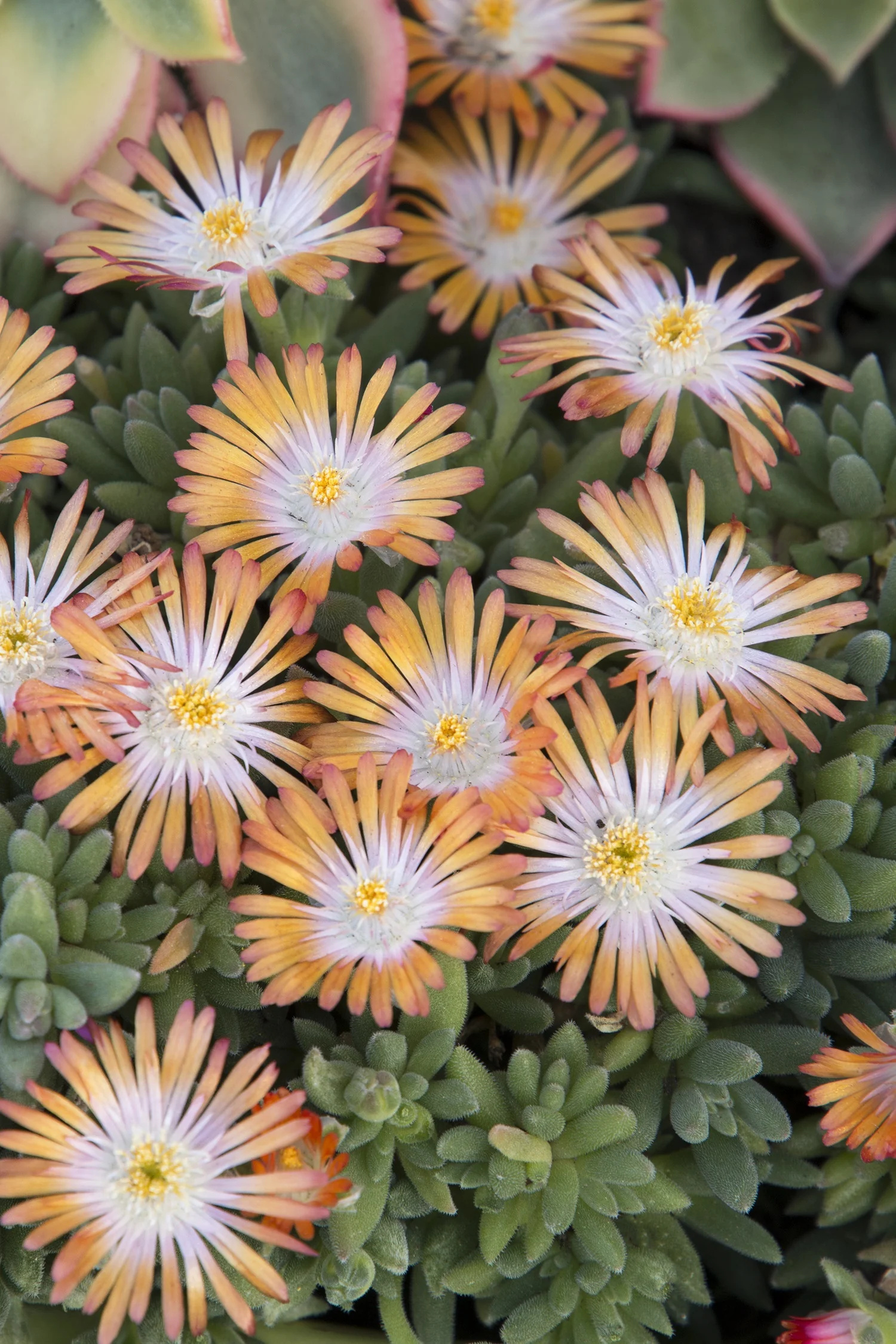 Jewel of Desert Topaz Ice Plant