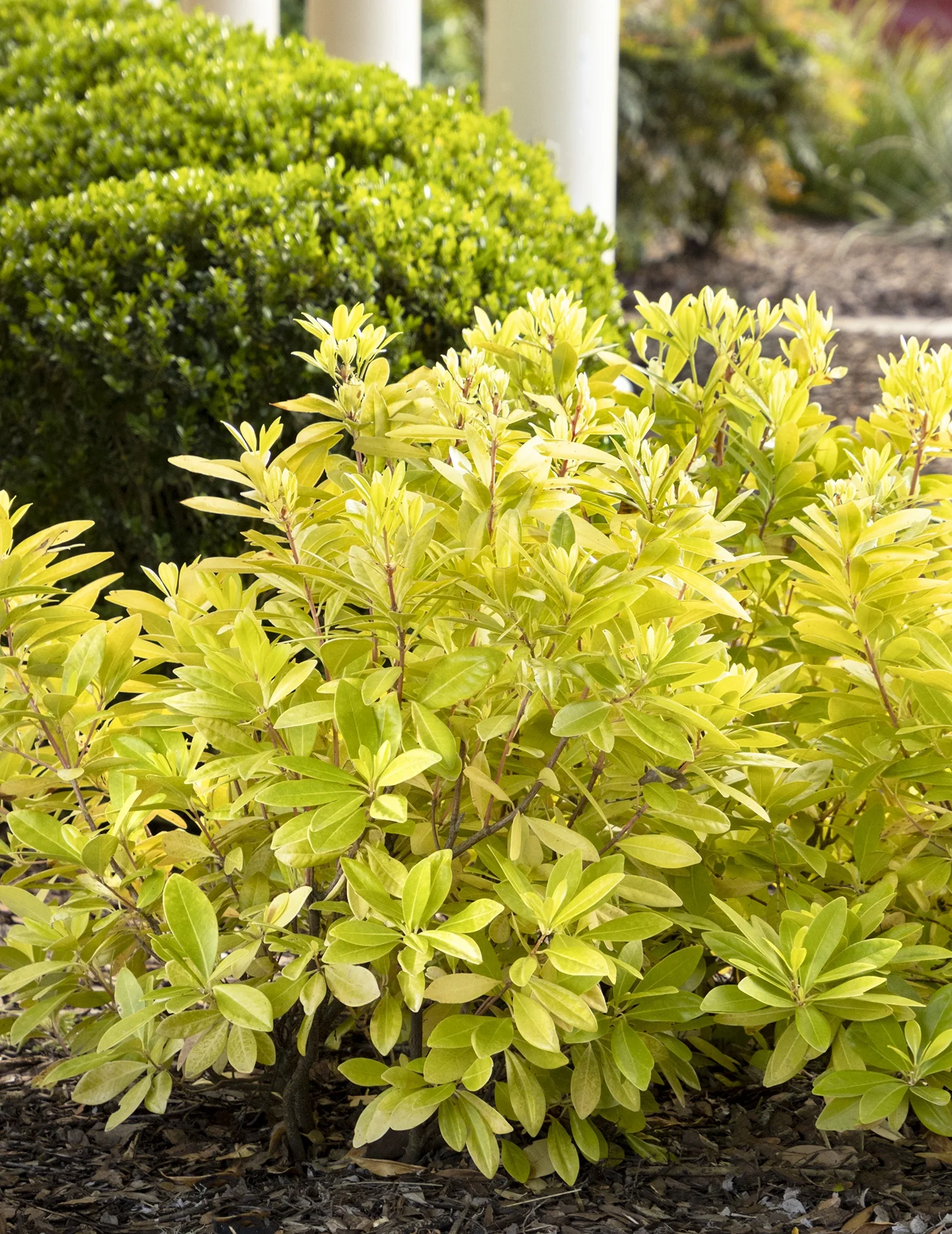 Florida Sunshine Illicium 2 Florida Sunshine Illicium