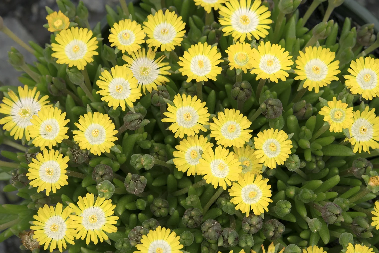 Jewel of Desert Peridot Ice Plant