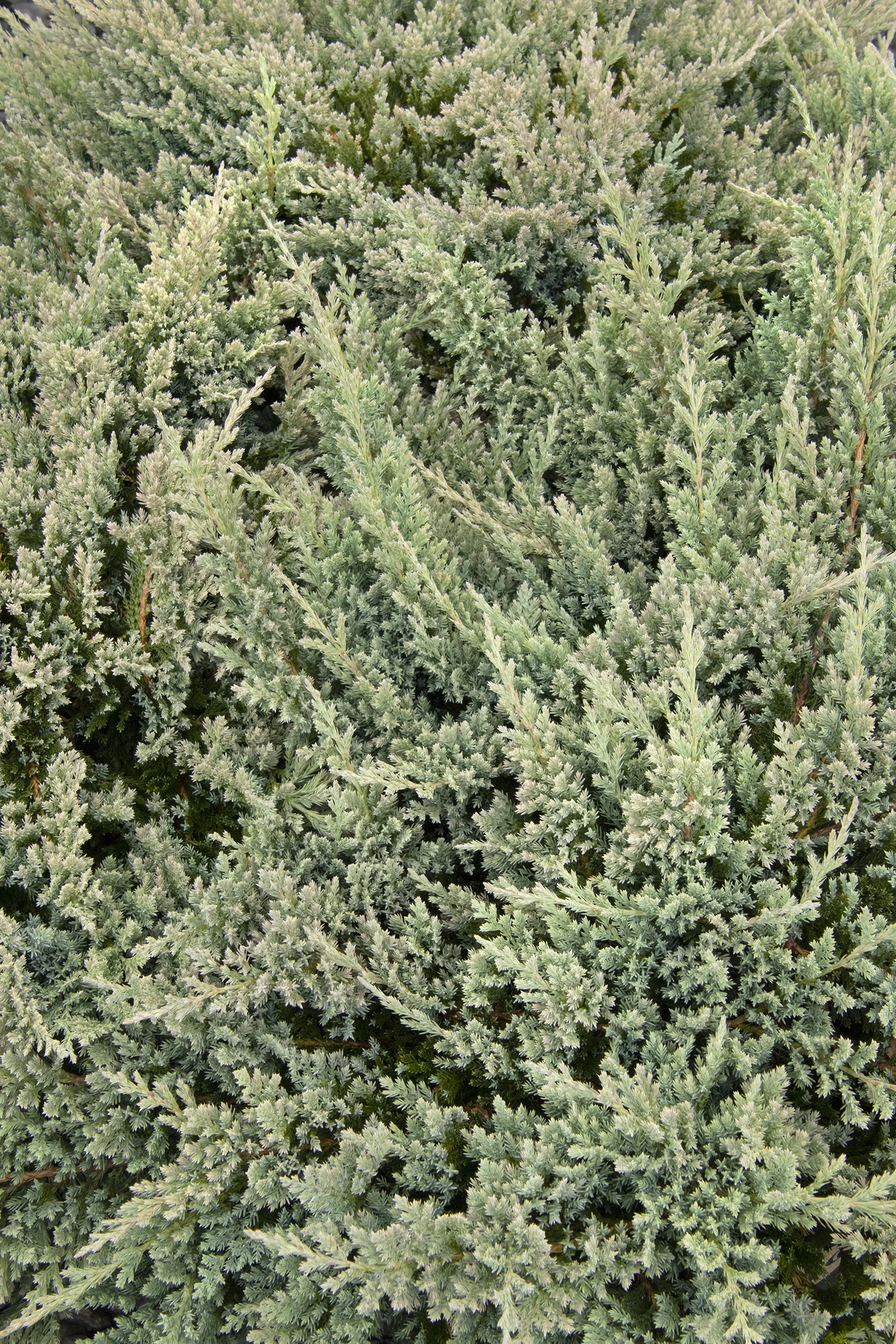 Blue Chip Juniper 1 Blue Chip Juniper
