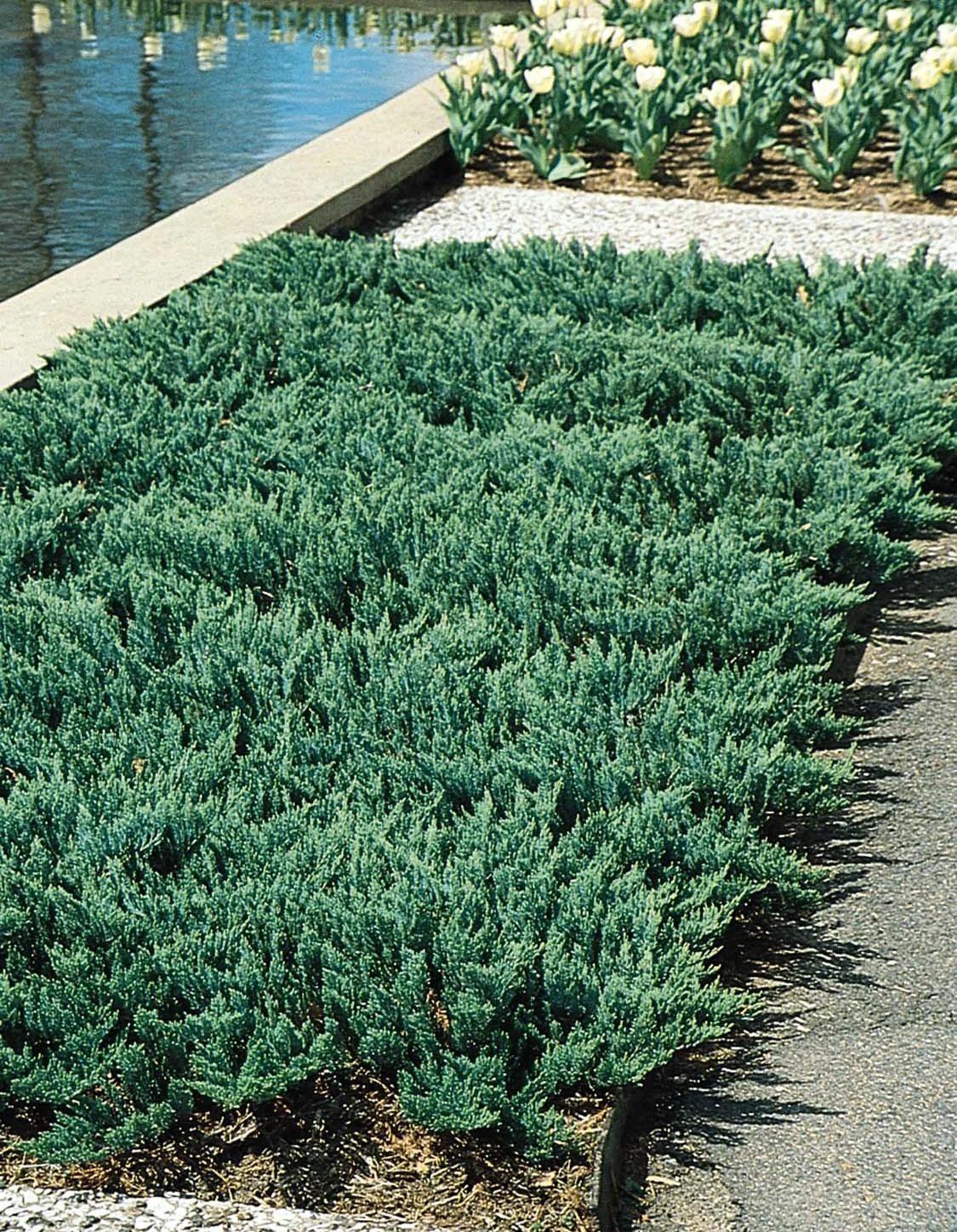 Blue Chip Juniper 2 Blue Chip Juniper