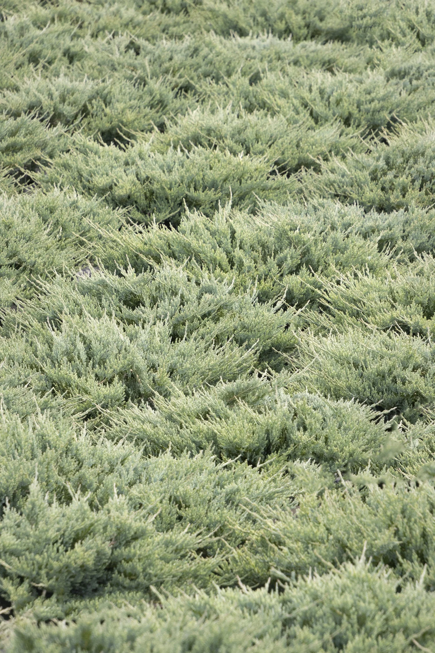 Blue Chip Juniper 3 Blue Chip Juniper