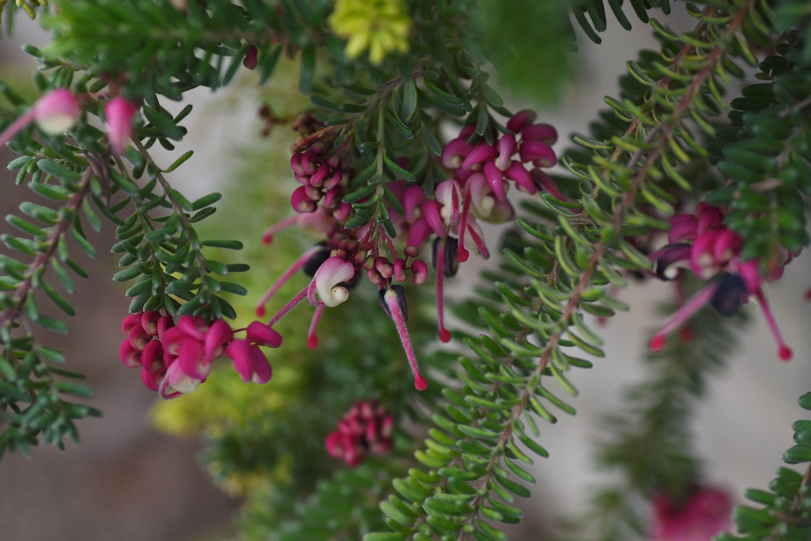 Mt. Tamboritha Woolly Grevillea 1 Mt. Tamboritha Woolly Grevillea