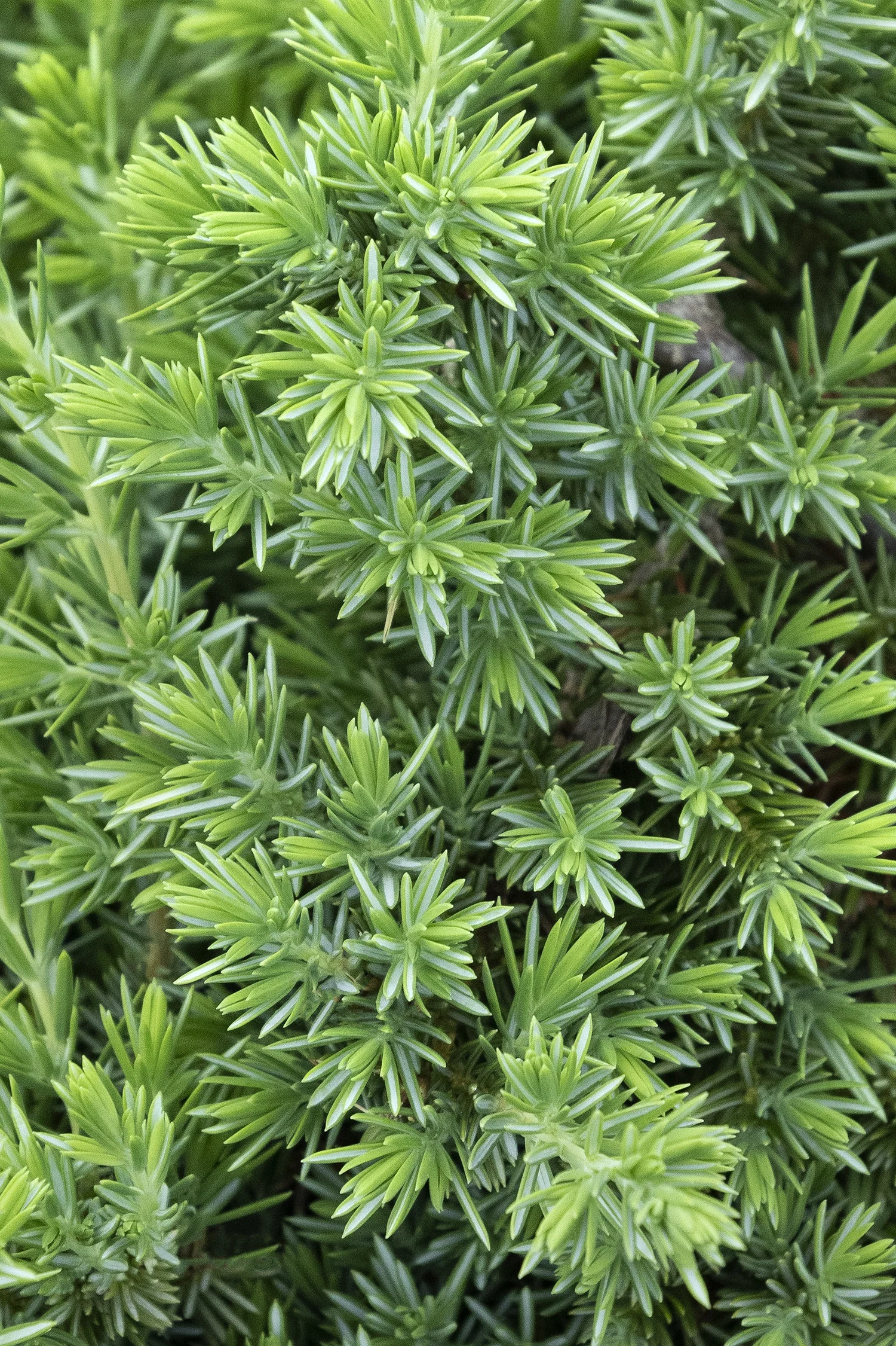Blue Pacific Shore Juniper
