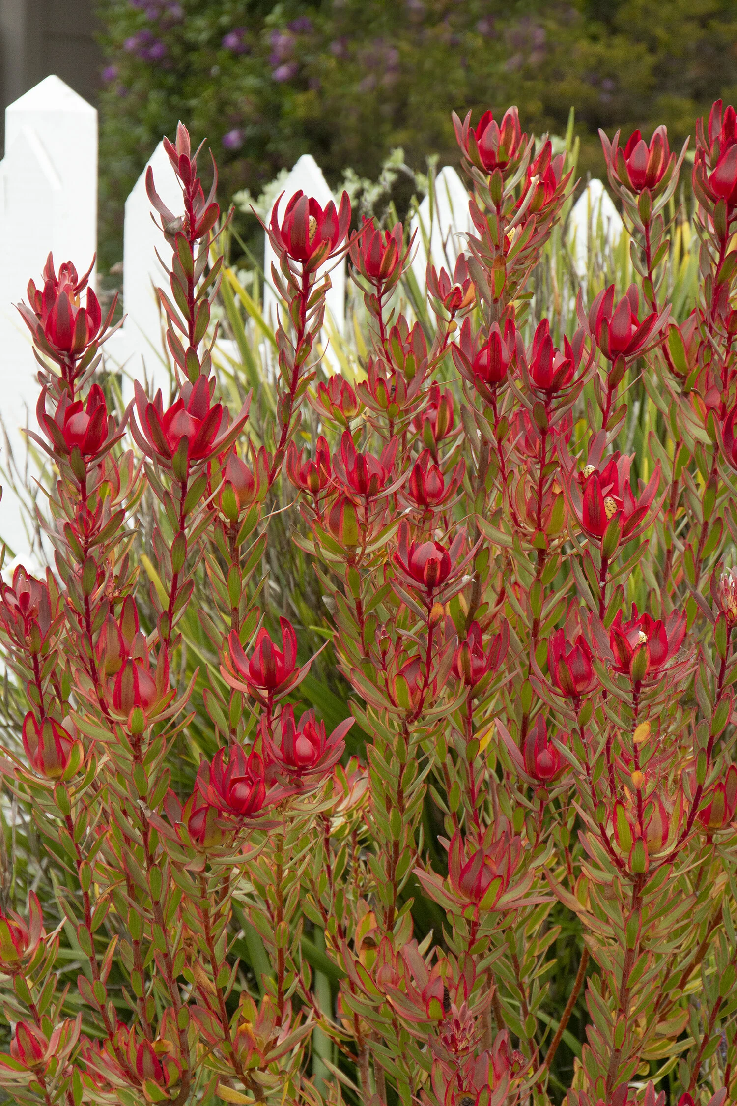 Jester Conebush