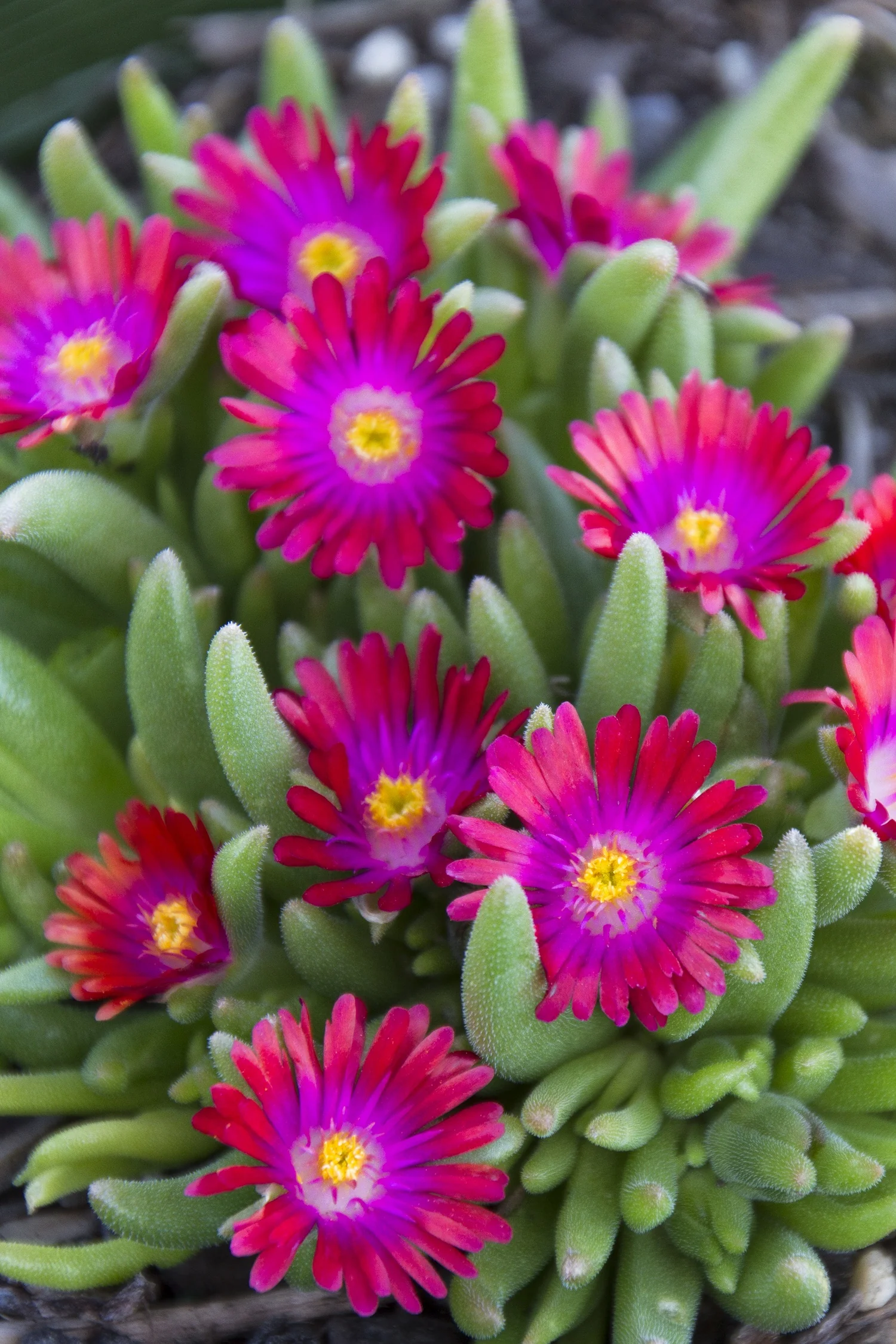 Jewel of Desert Garnet Ice Plant 12 Jewel of Desert Garnet Ice Plant