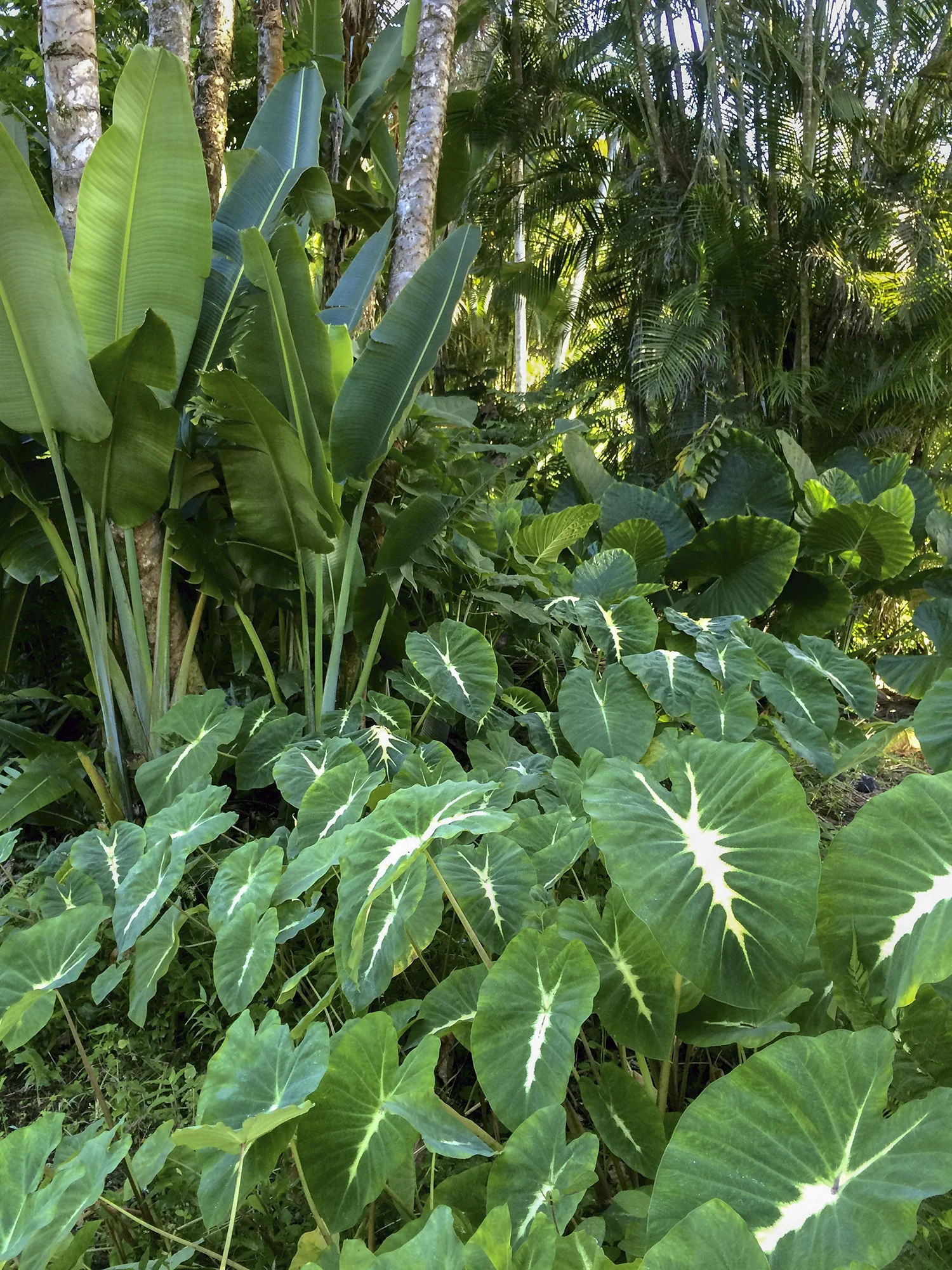 Royal Hawaiian® White Lava Elephant Ear