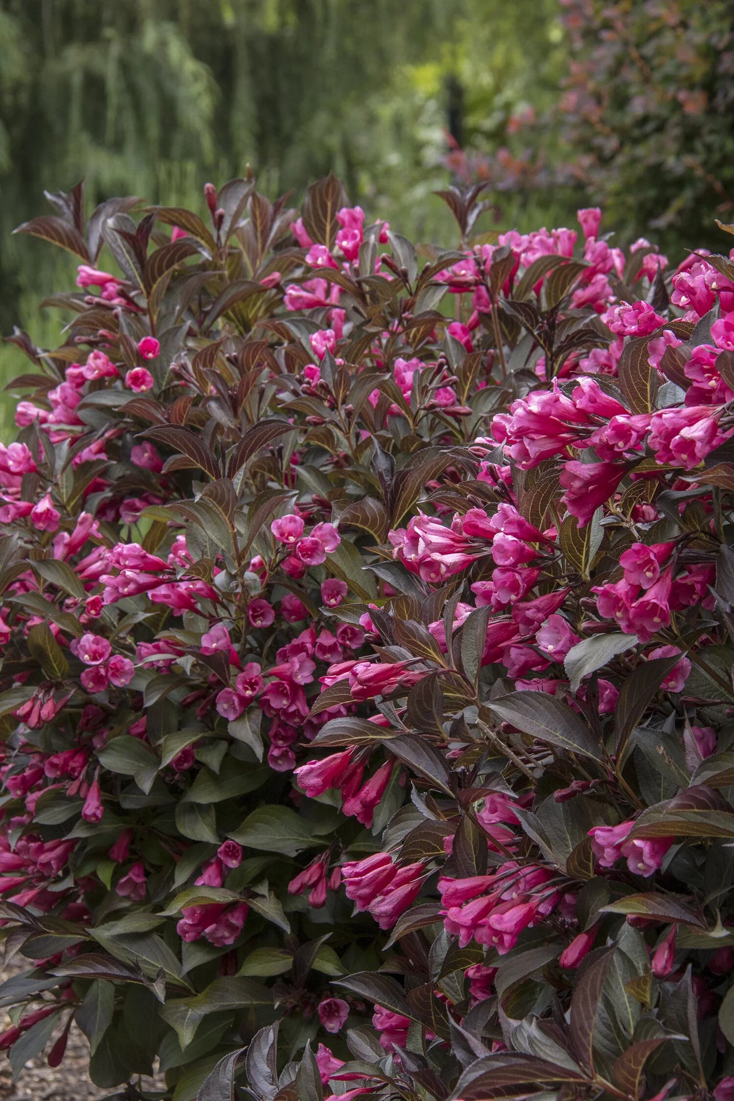 Wine & Roses® Weigela 4 Wine & Roses® Weigela