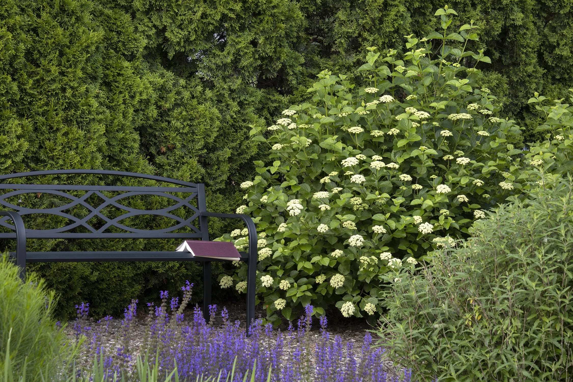 Sparkler® Arrowwood Viburnum 3 Sparkler® Arrowwood Viburnum