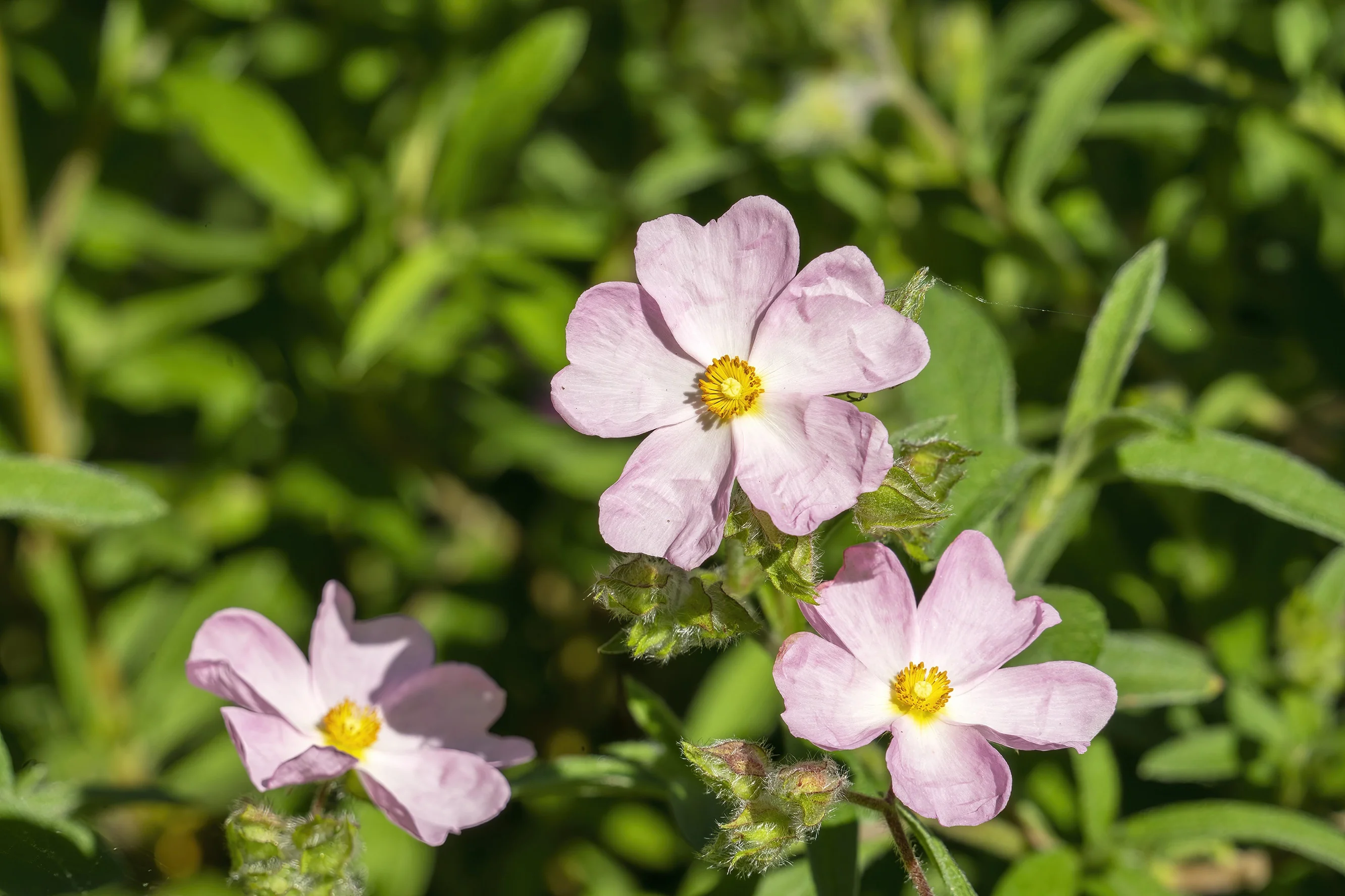 Dwarf Pink Rockrose 2 Dwarf Pink Rockrose