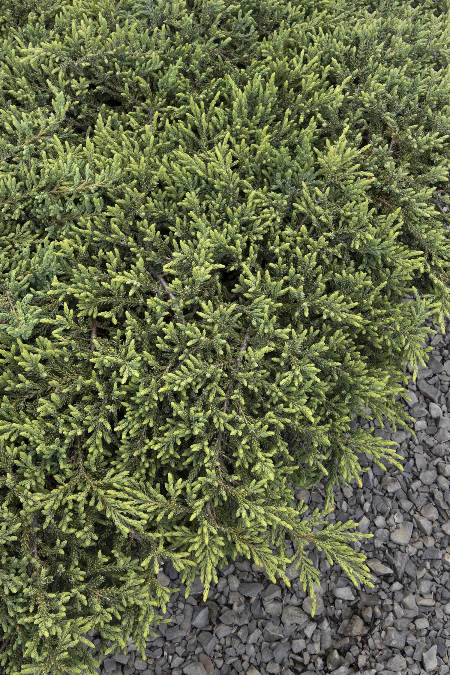 Mountain Juniper
