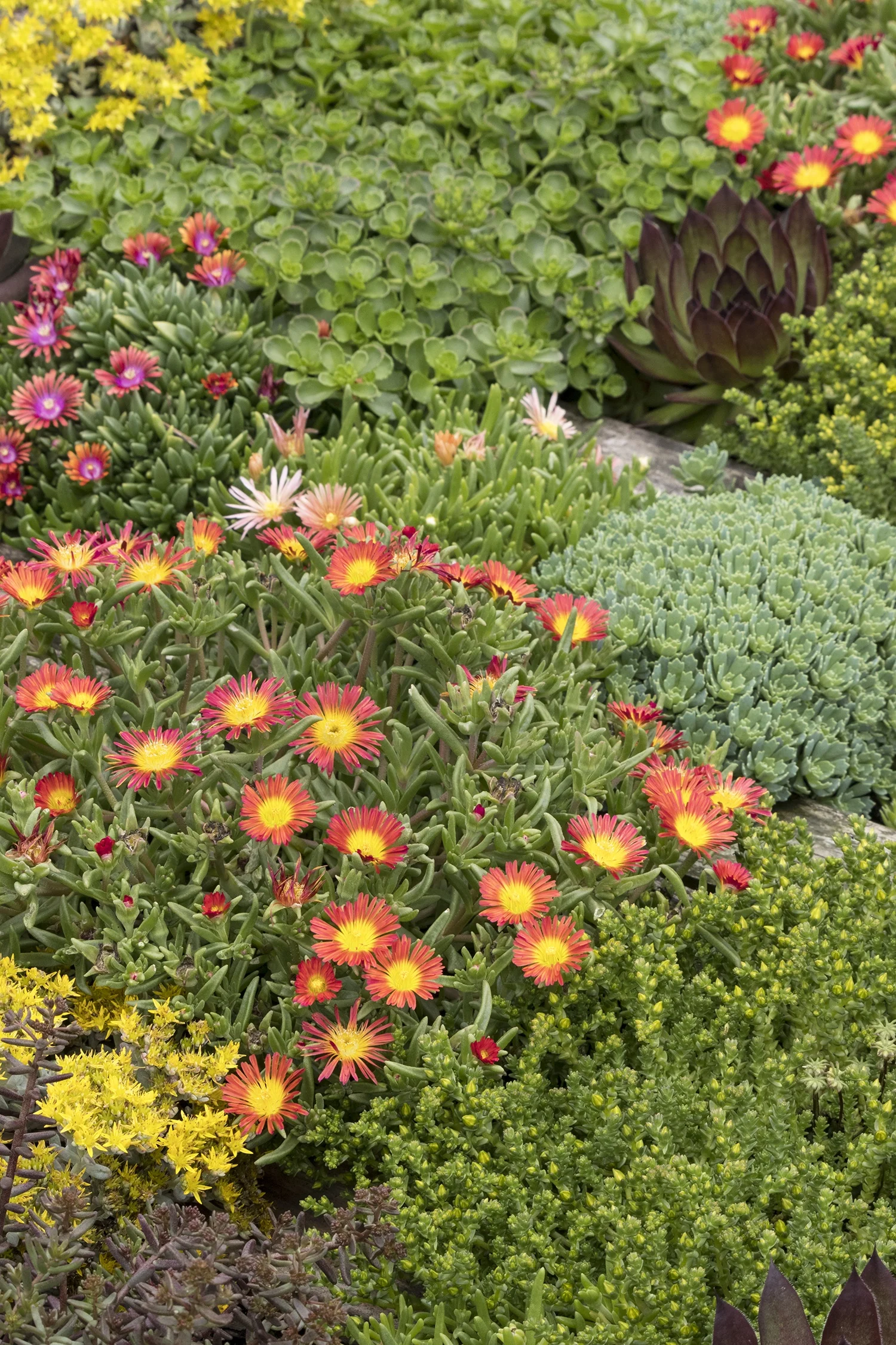 Wheels of Wonder® Fire Wonder Ice Plant