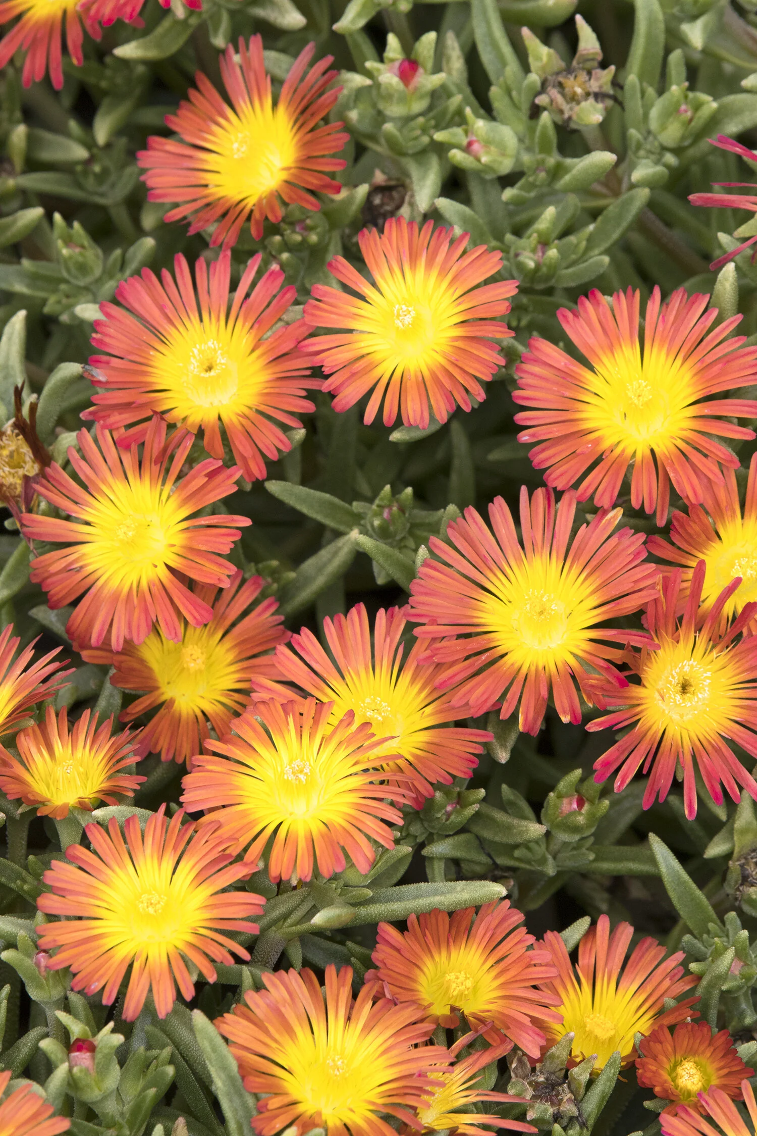 Wheels of Wonder® Fire Wonder Ice Plant