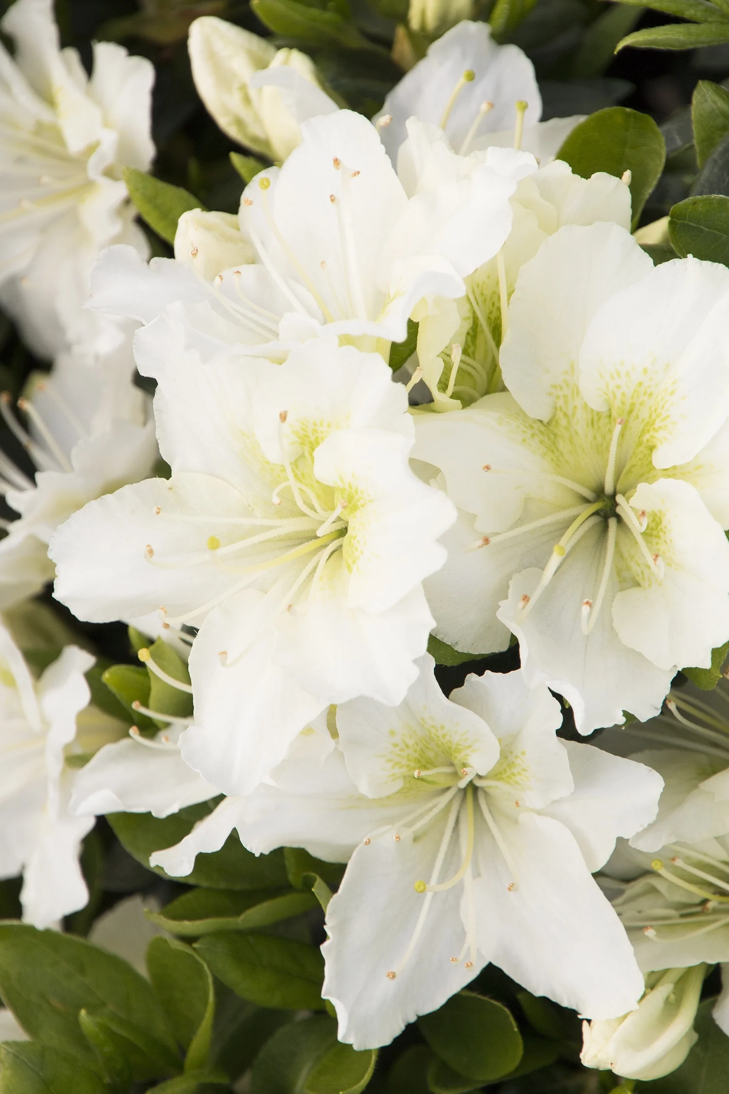 Kimono™ May Snow Azalea 1 Kimono™ May Snow Azalea