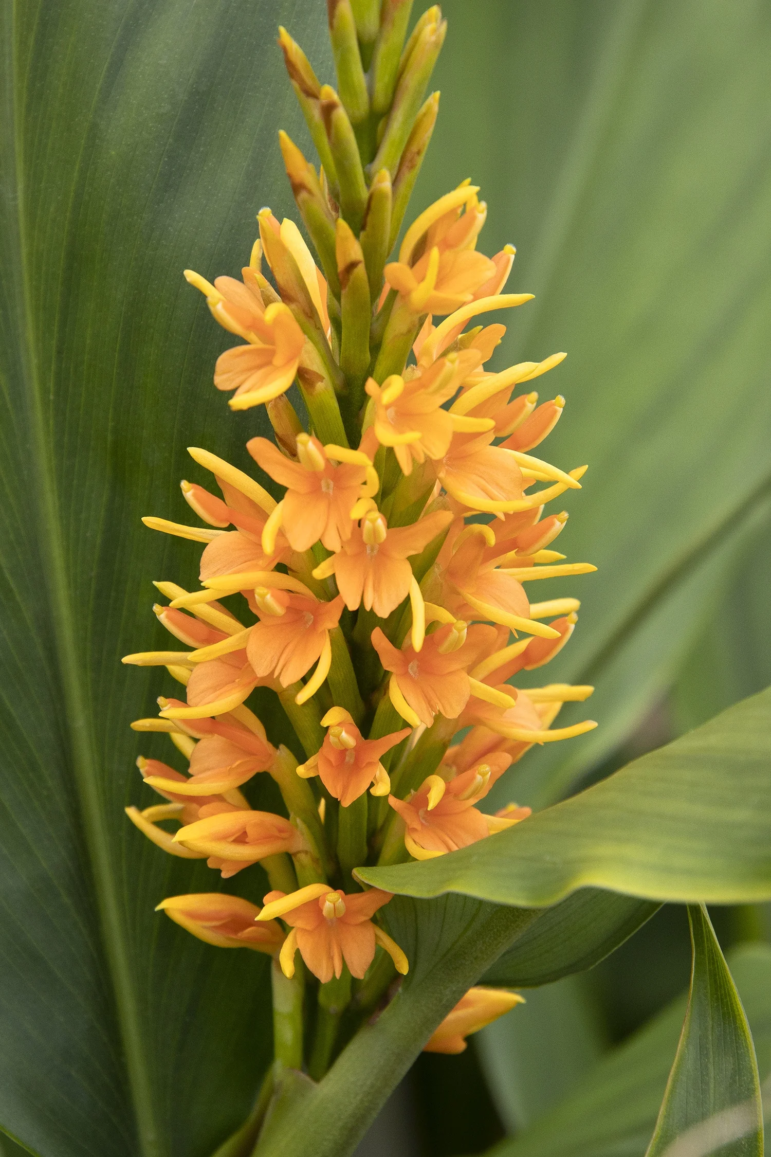 Mishmi Fire™ Gingerlily