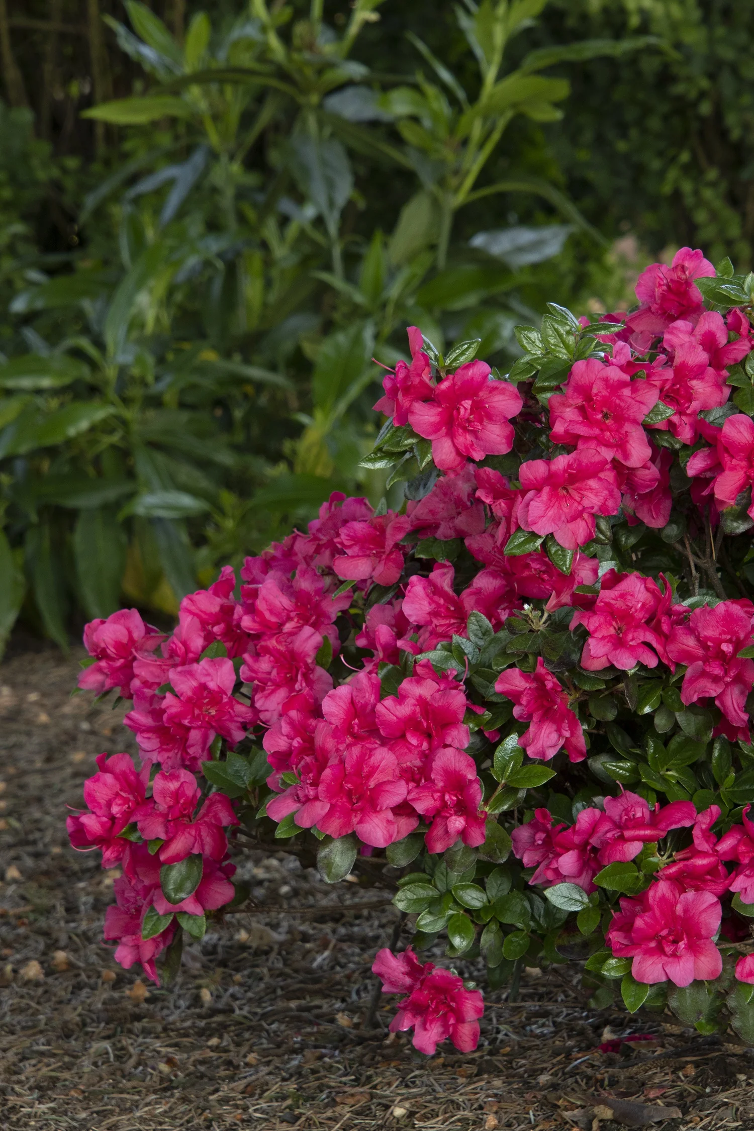 Kimono™ Maraschino Azalea 3 Kimono™ Maraschino Azalea