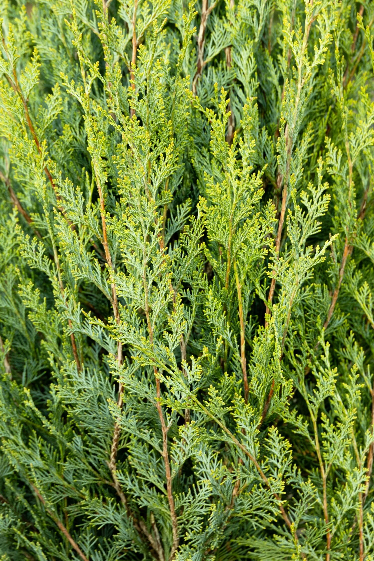 Spartan Juniper 6 Spartan Juniper