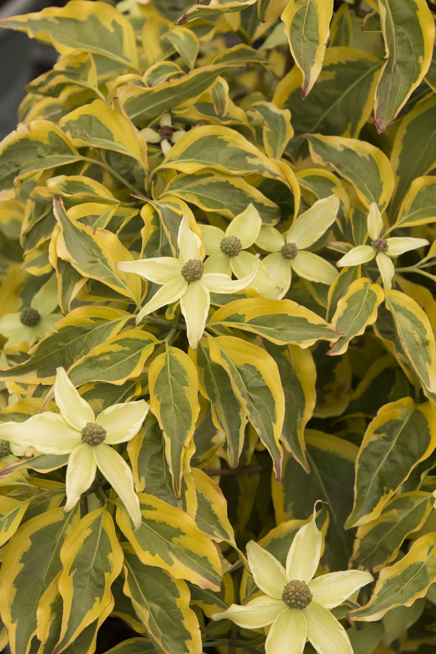 Summer Gold Chinese Dogwood 3 Summer Gold Chinese Dogwood