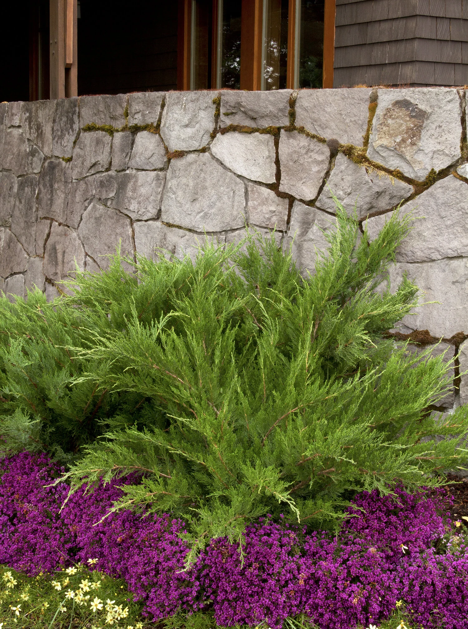 Mint Julep® Juniper 7 Mint Julep® Juniper