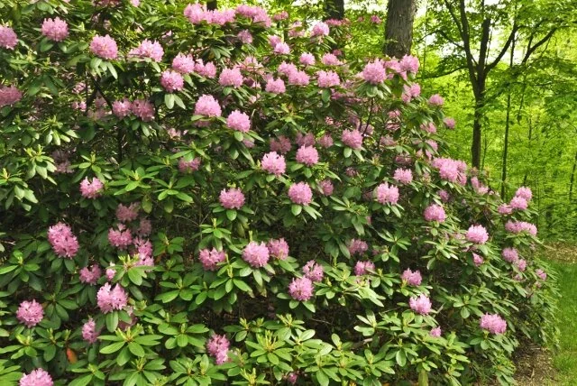 Roseum Pink Rhododendron 1 Roseum Pink Rhododendron