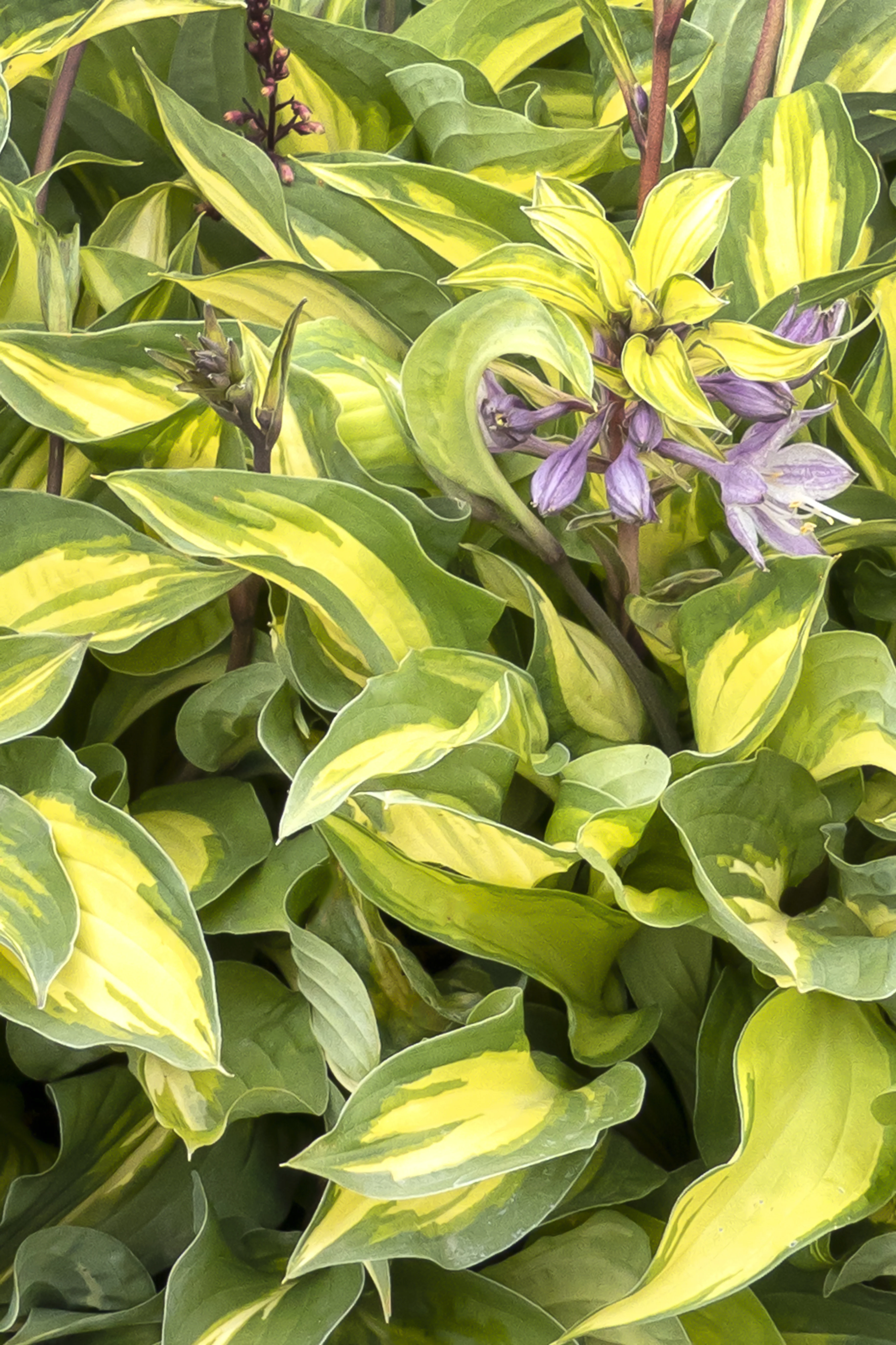 Fantasy Island Hosta 2 Fantasy Island Hosta