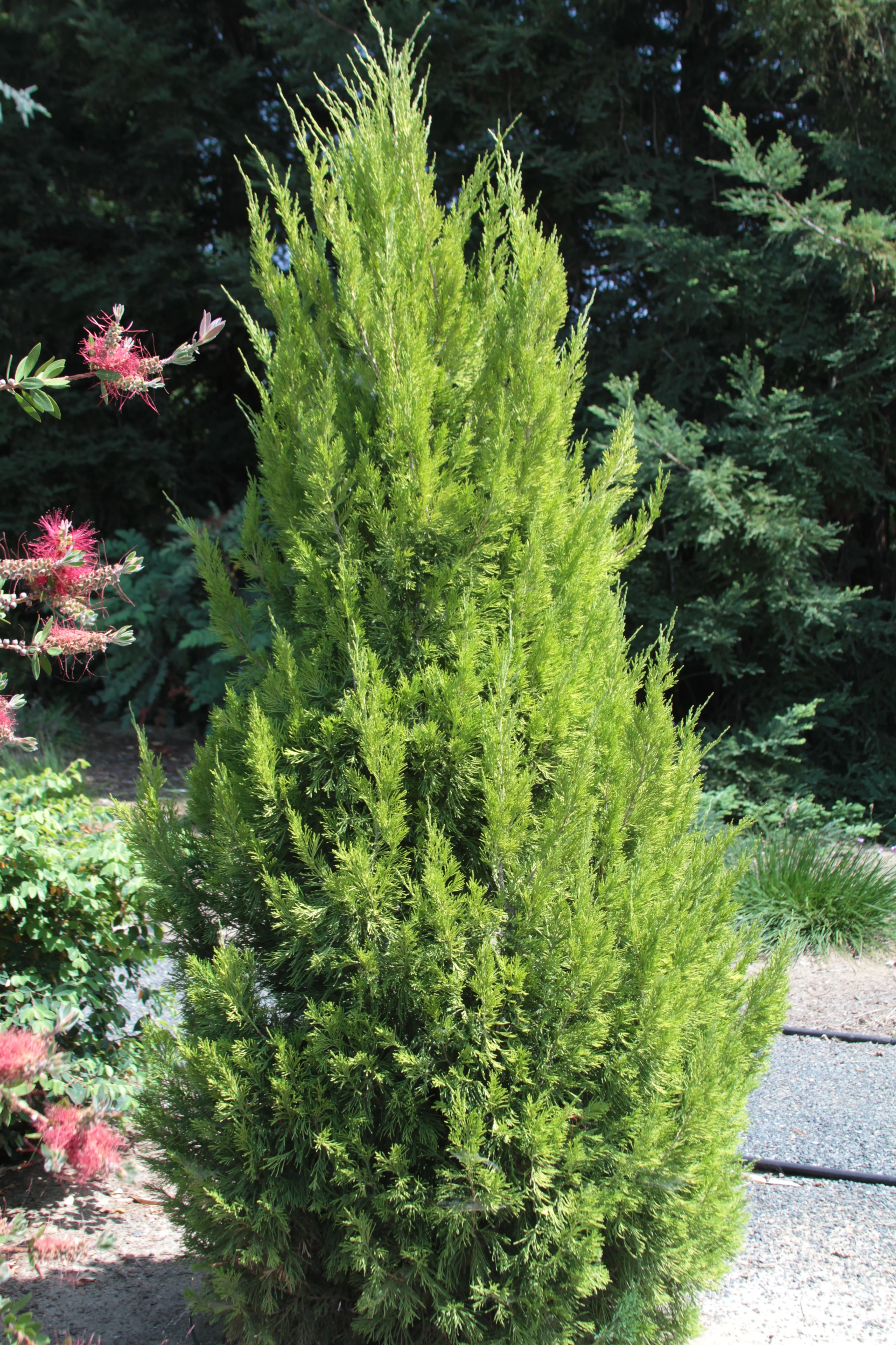 Limeade® Spartan Juniper 7 Limeade® Spartan Juniper