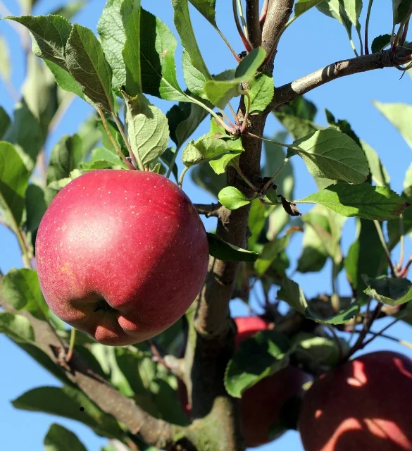 Six-in-One Combo Apple 3 Six-in-One Combo Apple