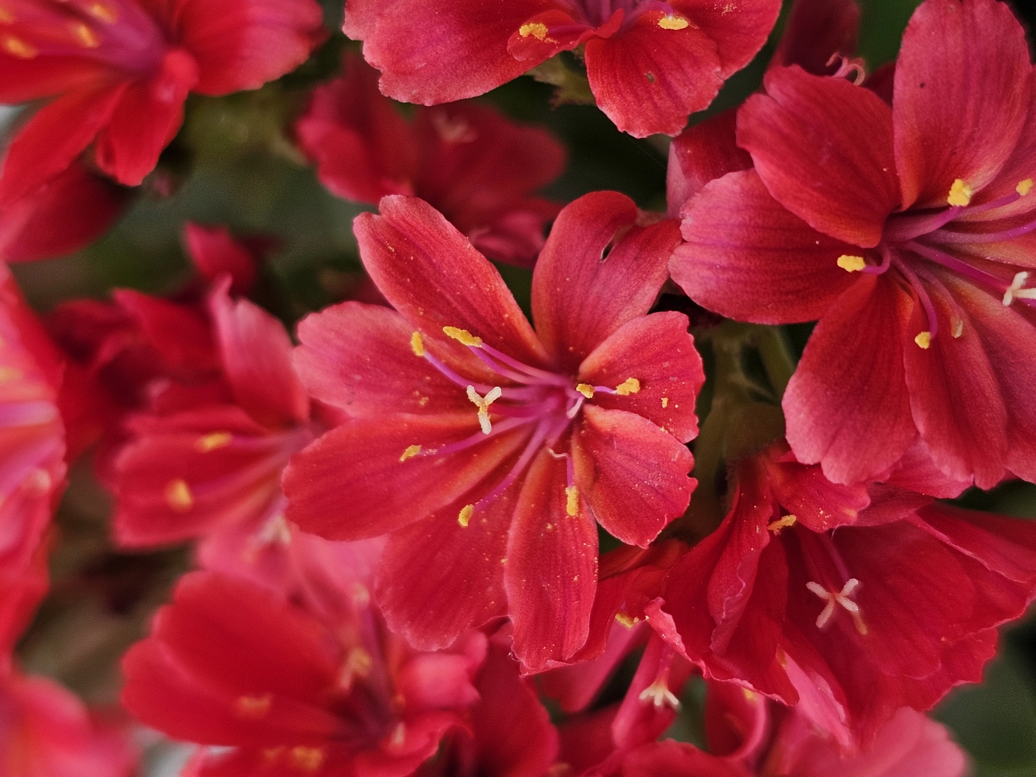 Sunset Glow Lewisia 7 Sunset Glow Lewisia