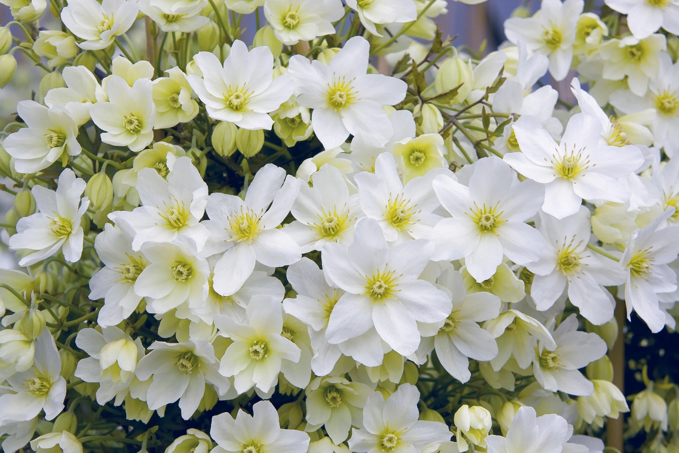 Avalanche Evergreen Clematis