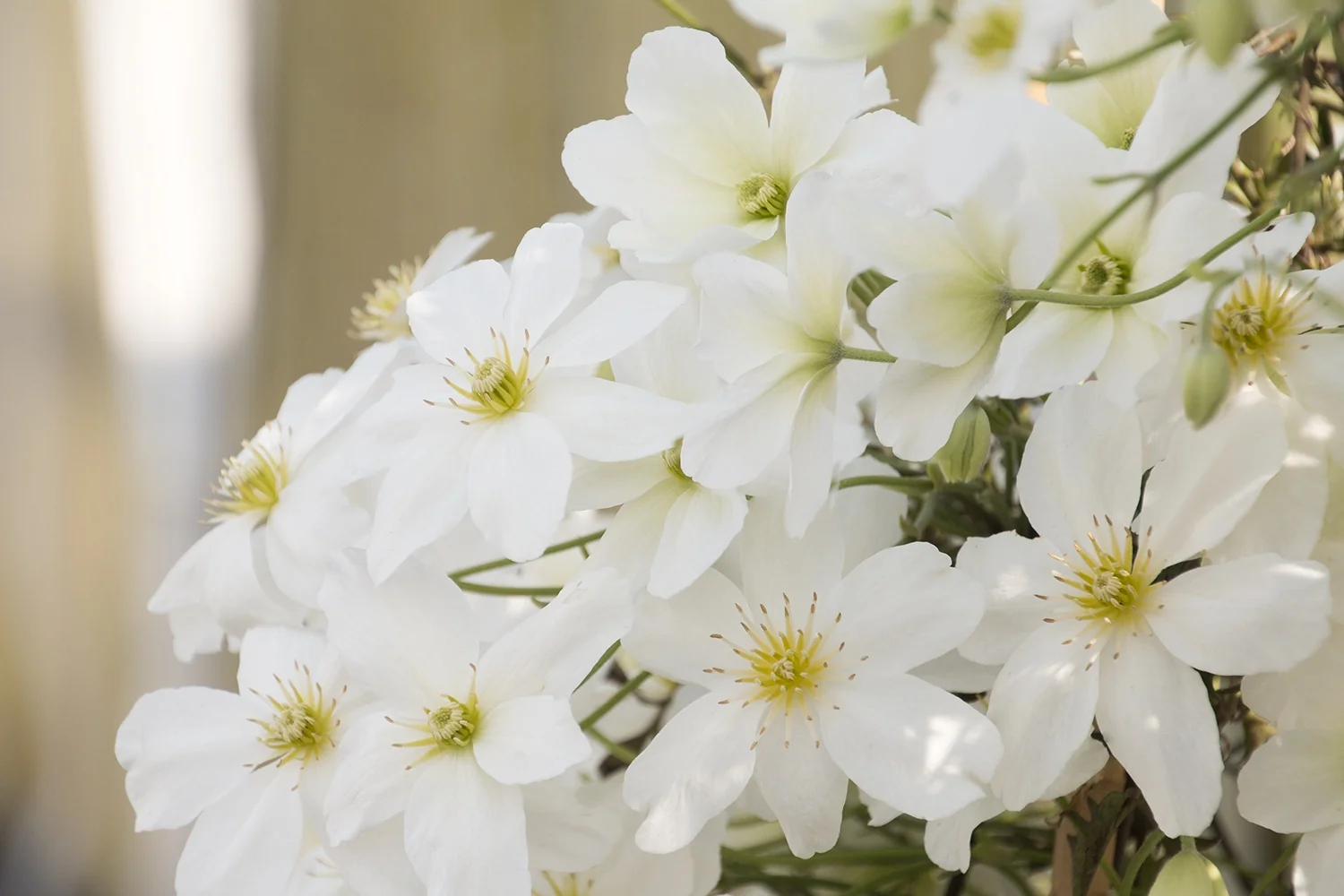 Avalanche Evergreen Clematis